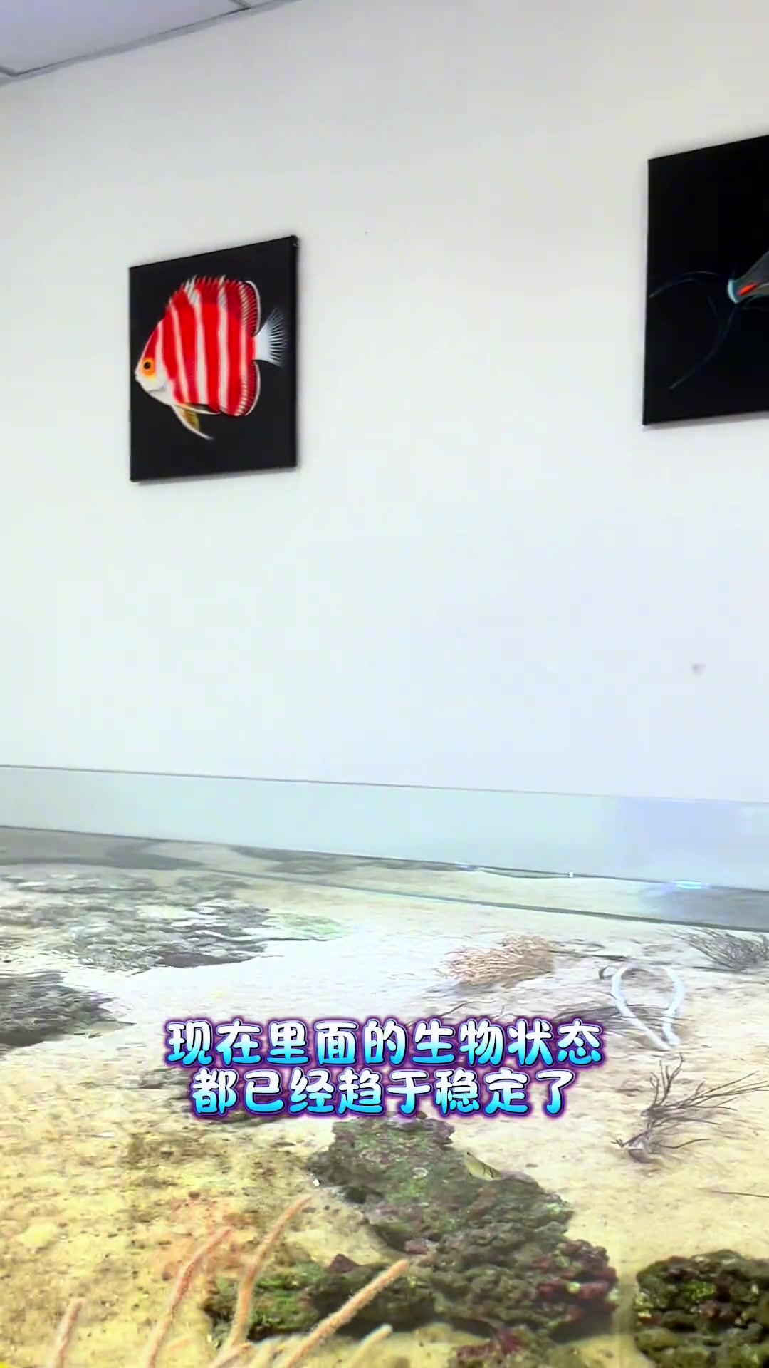 果然三角形是具有稳定性的！三角形的鱼也挺稳定…