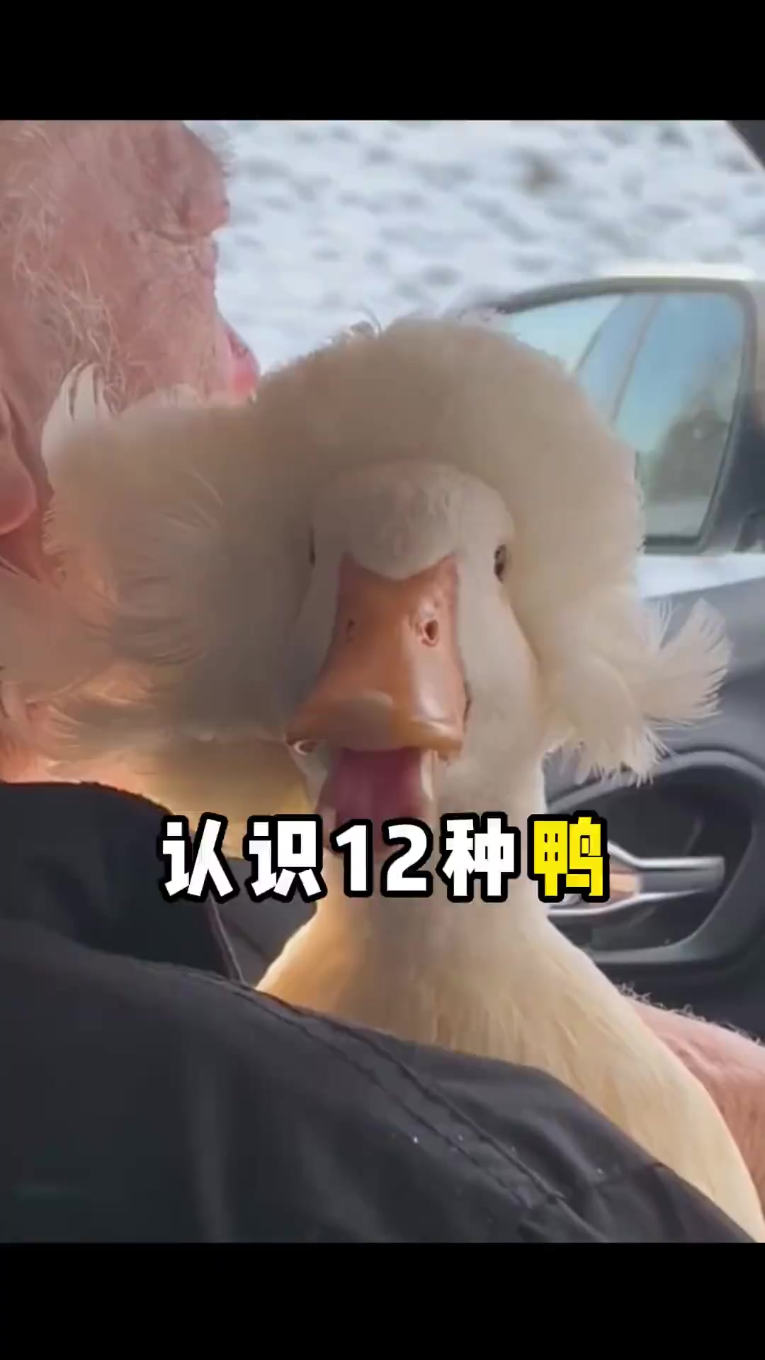 带你认识12种鸭子