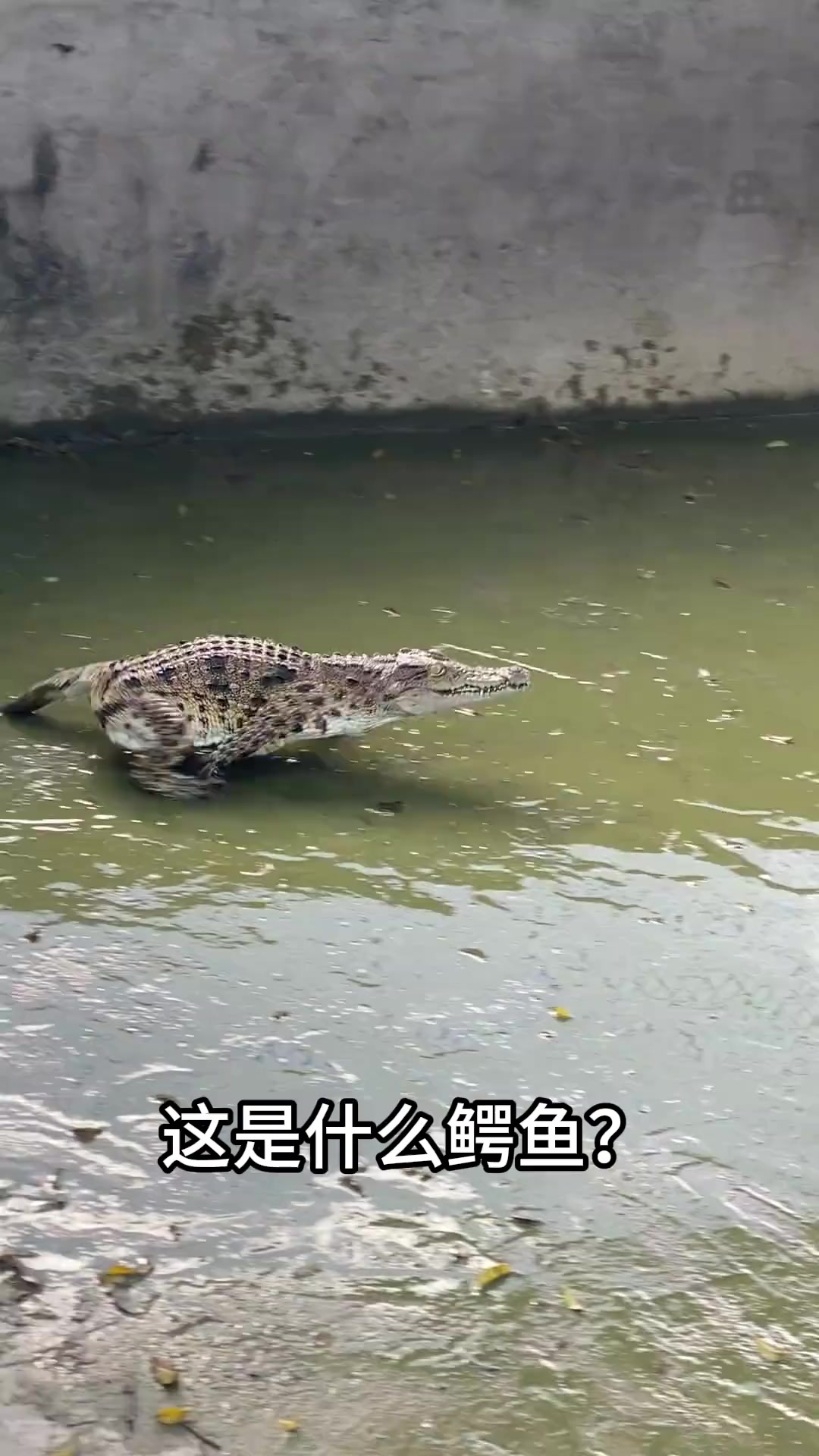分享13种不同种类的鳄鱼，你都见过那几个呢？