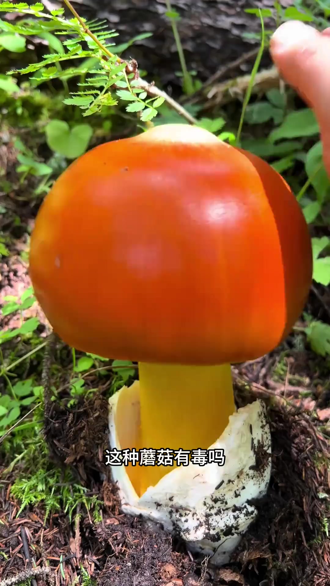 蘑菇种类繁多,有些可千万别吃!