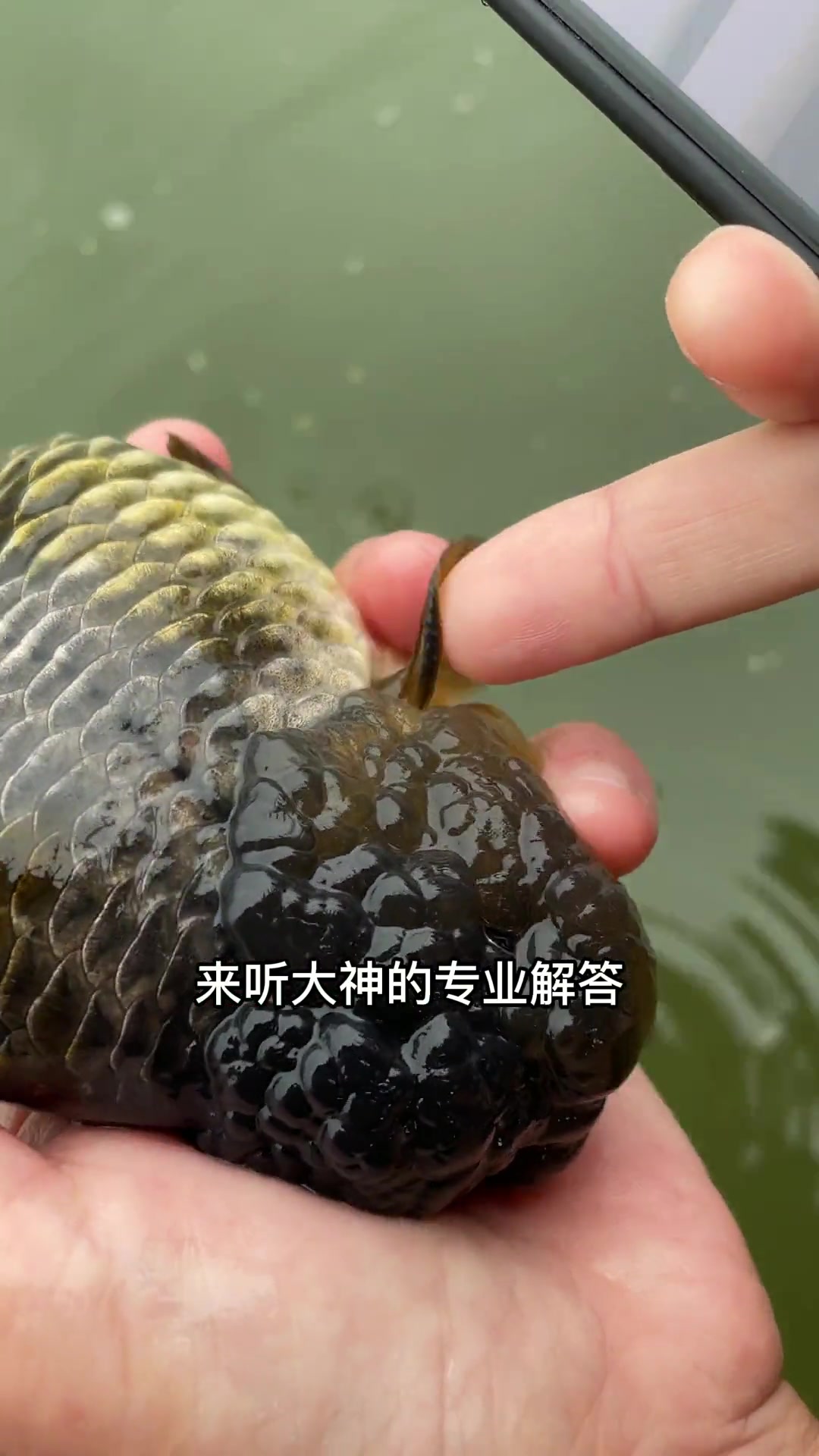 金鱼兰寿如何分公母?还有雌雄同体的鱼?