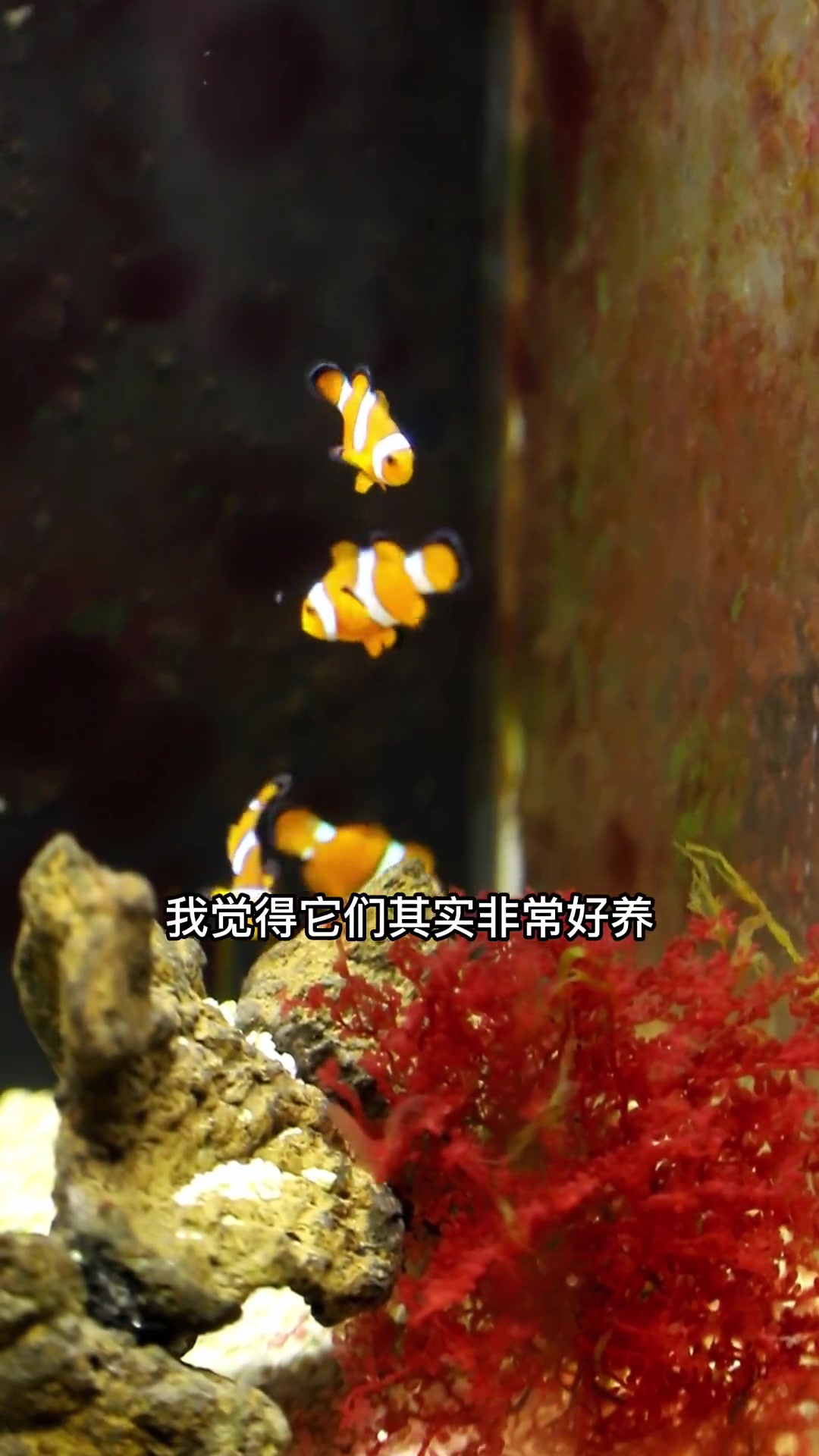 经过4个月的尝试饲养,人工小丑鱼其实非常好养,别被海水两个字吓倒啦~