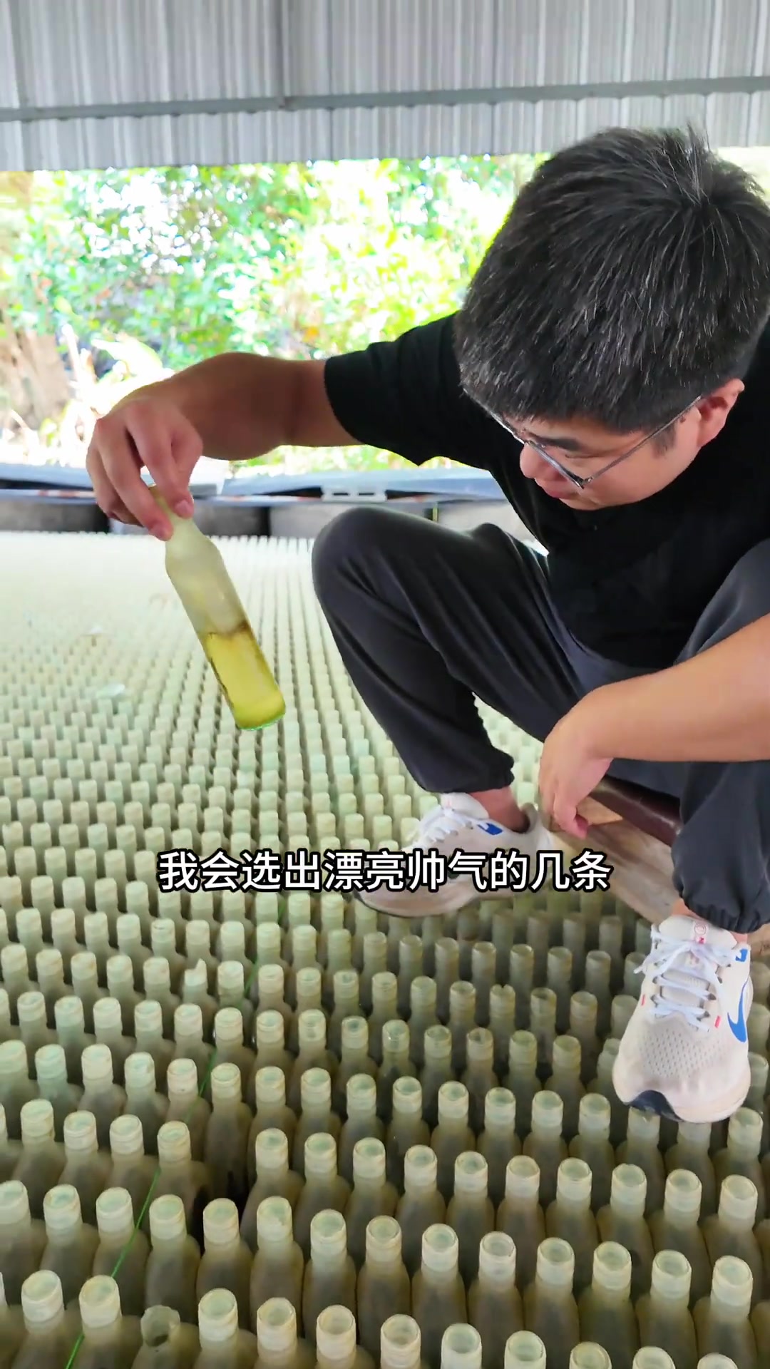 奔赴泰国选鱼,参加观赏鱼斗鱼比赛,30万条挑1条,拿奖! 泰国鱼场用酒瓶养鱼,人还可以踩上