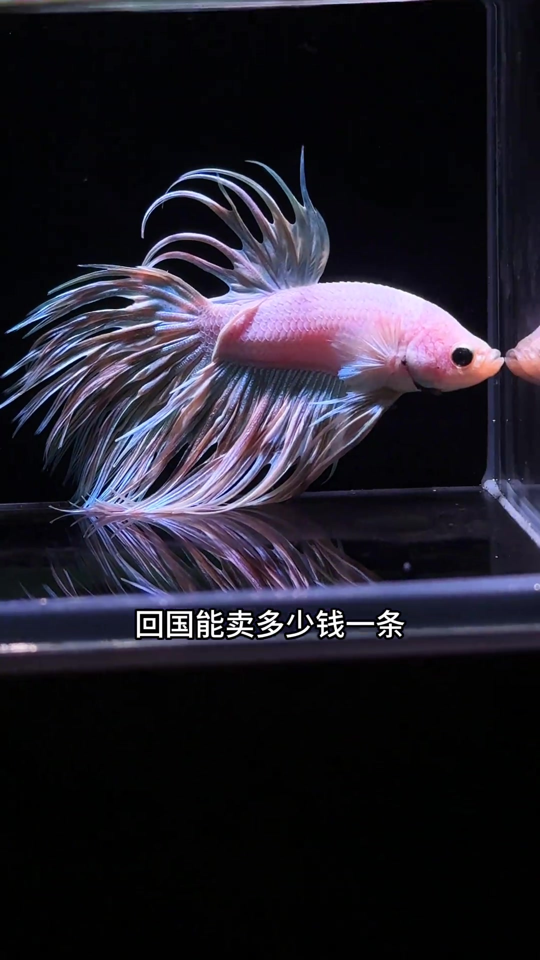 从泰国渔场几十万条斗鱼里,挑出来漂亮的几百条!