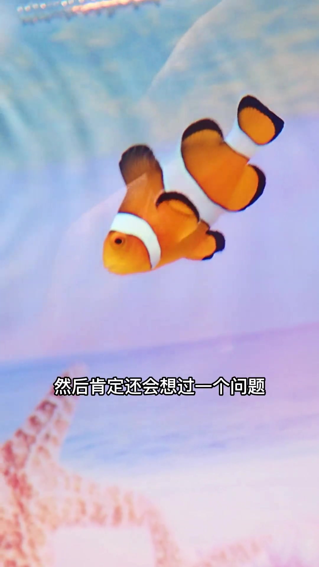 不用蛋分,能不能养小丑鱼啊?
