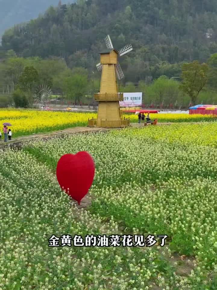 平阳七彩油菜花田，你见过吗