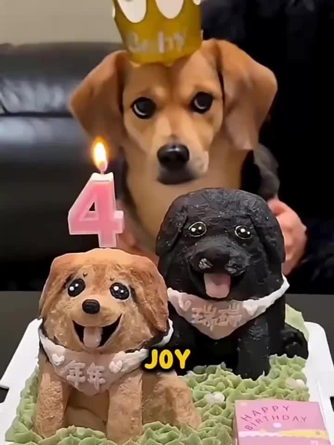 狗狗的生日蛋糕！