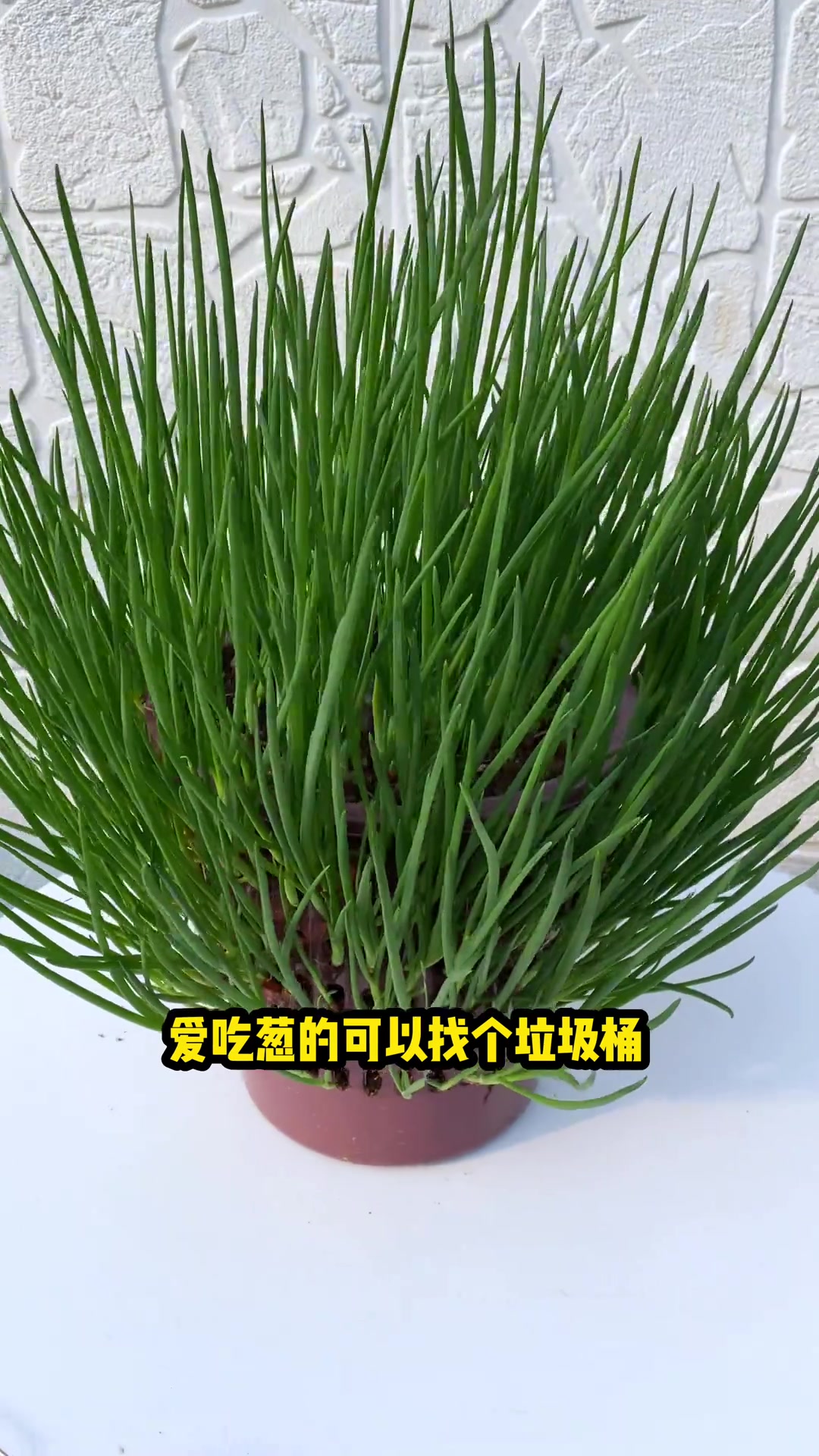 蔬菜盆栽     冬天盆栽难养，你就养盆菜，好吃又好看