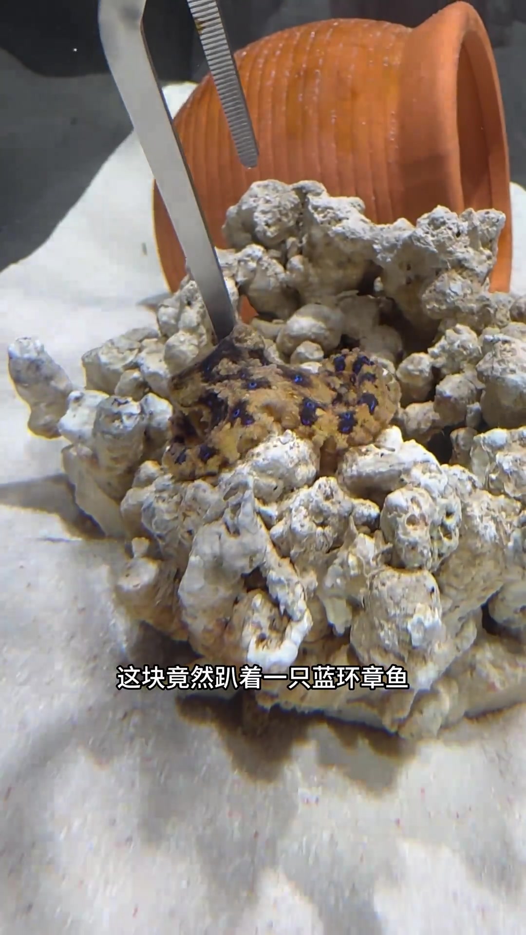 没想到蓝环章鱼的食物里出现了蛊王!