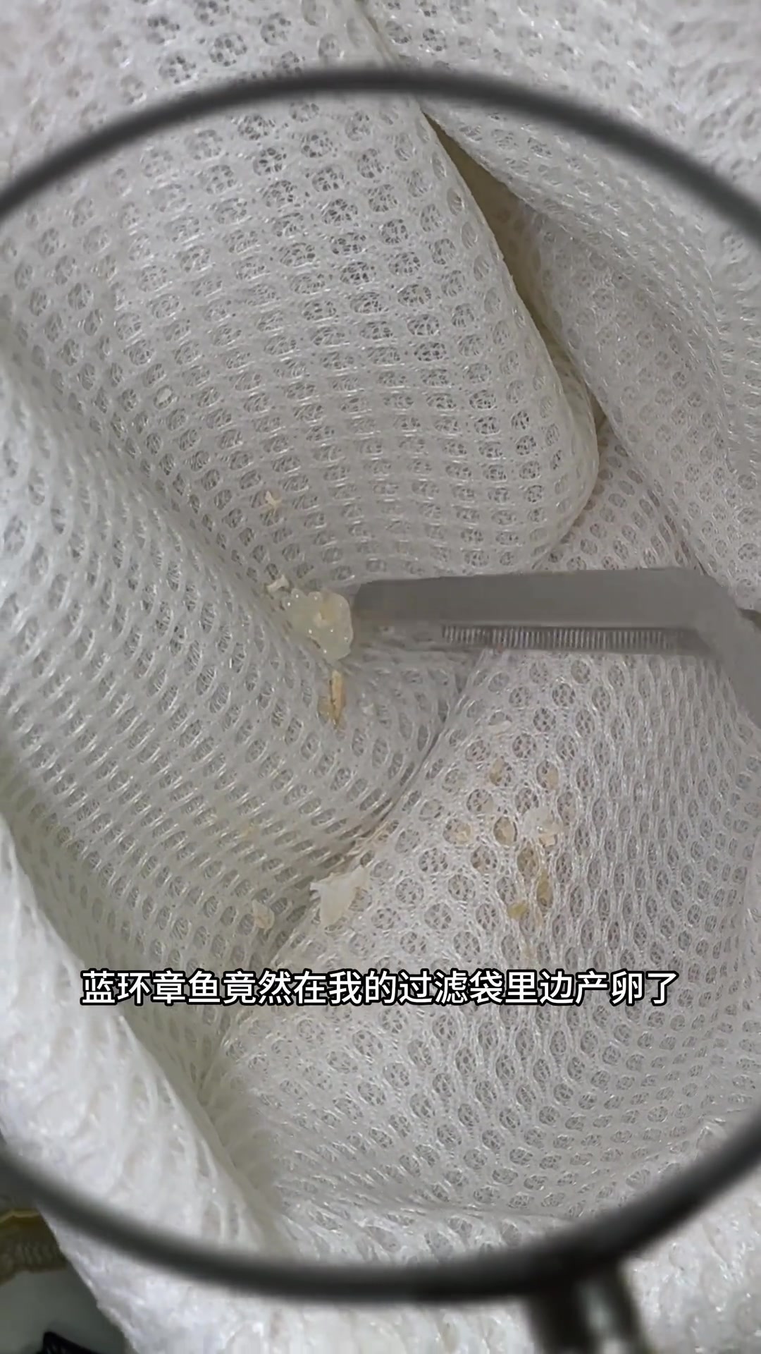 蓝环章鱼逃跑生孩子,这家伙啥时候怀上的