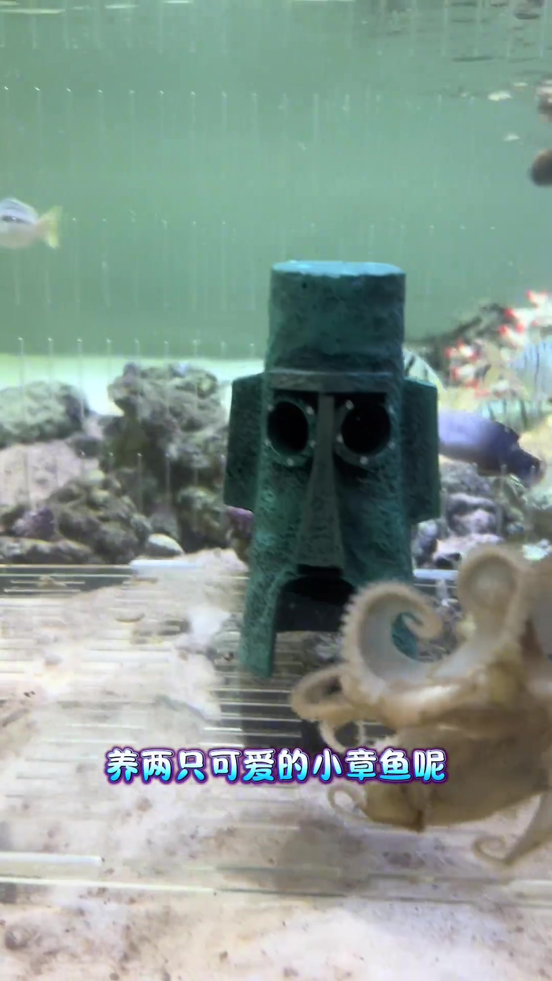 谁能拒绝把小章鱼当作宠物养呢!