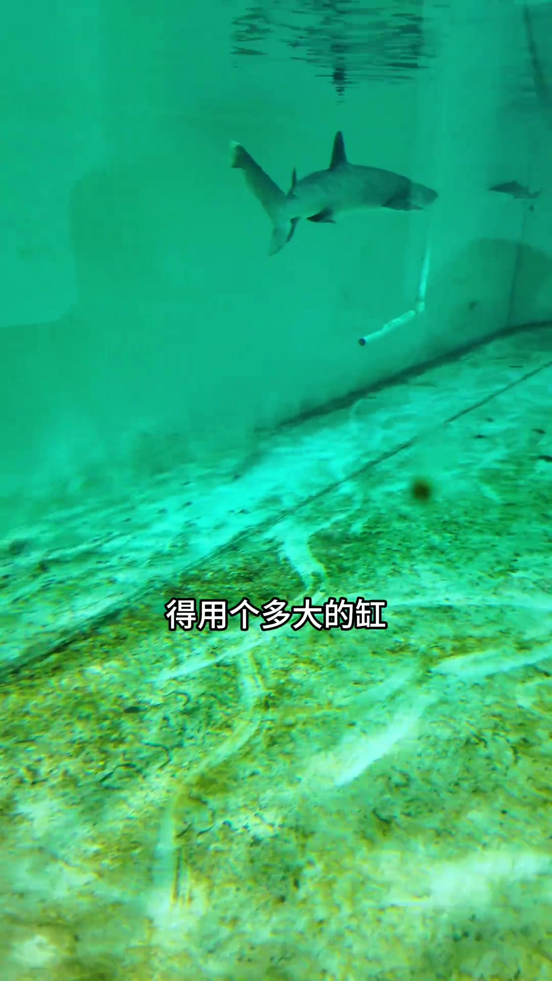 在家里养一只大鲨鱼需要多大的鱼缸?参观国内海水鱼源头! 视频出现物种均为鱼场合法养殖,请勿