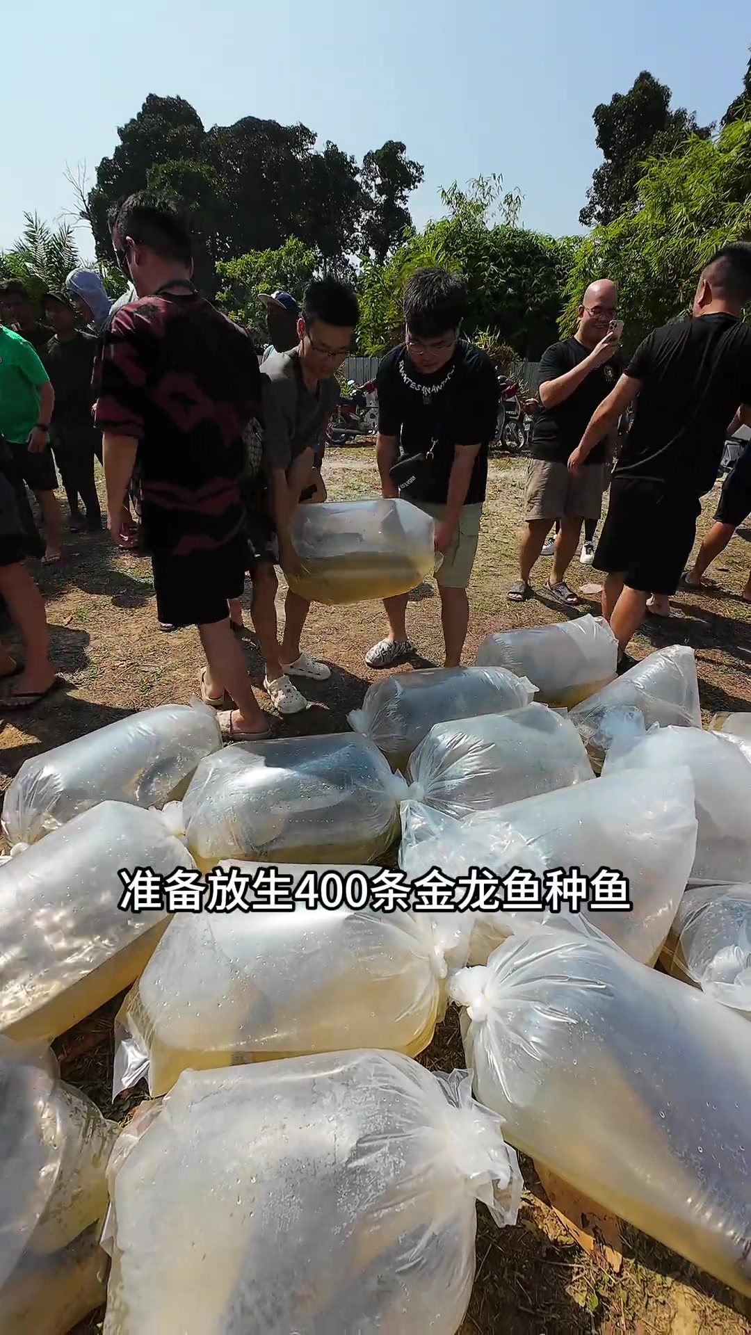 在峇眼三目河放生400条金龙鱼! 马来西亚是金龙鱼的故乡,但是河里的金龙鱼越来越少,希望明