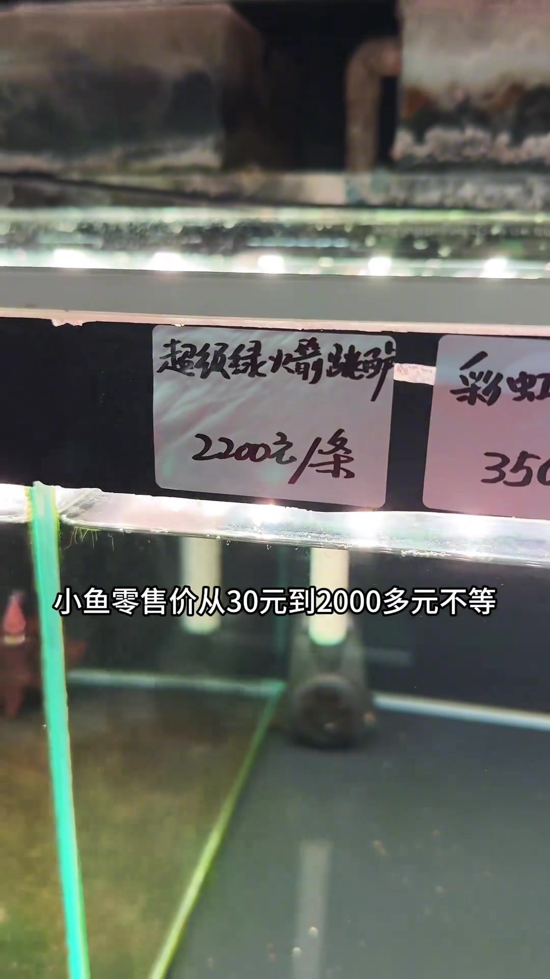 这里好多名贵稀有观赏鱼,总价值超200万! 到底是哪些鱼友在消费?一起逛逛我见过的第2贵的