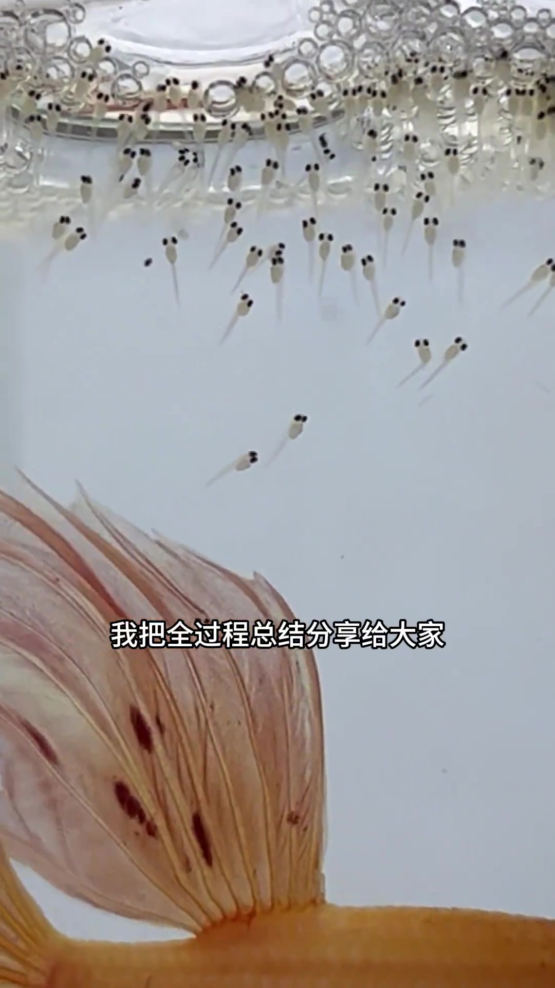 泰国斗鱼如何孵化小鱼宝宝,30天生小鱼过程全纪录! 看完会发现十分简单,赶紧尝试起来!