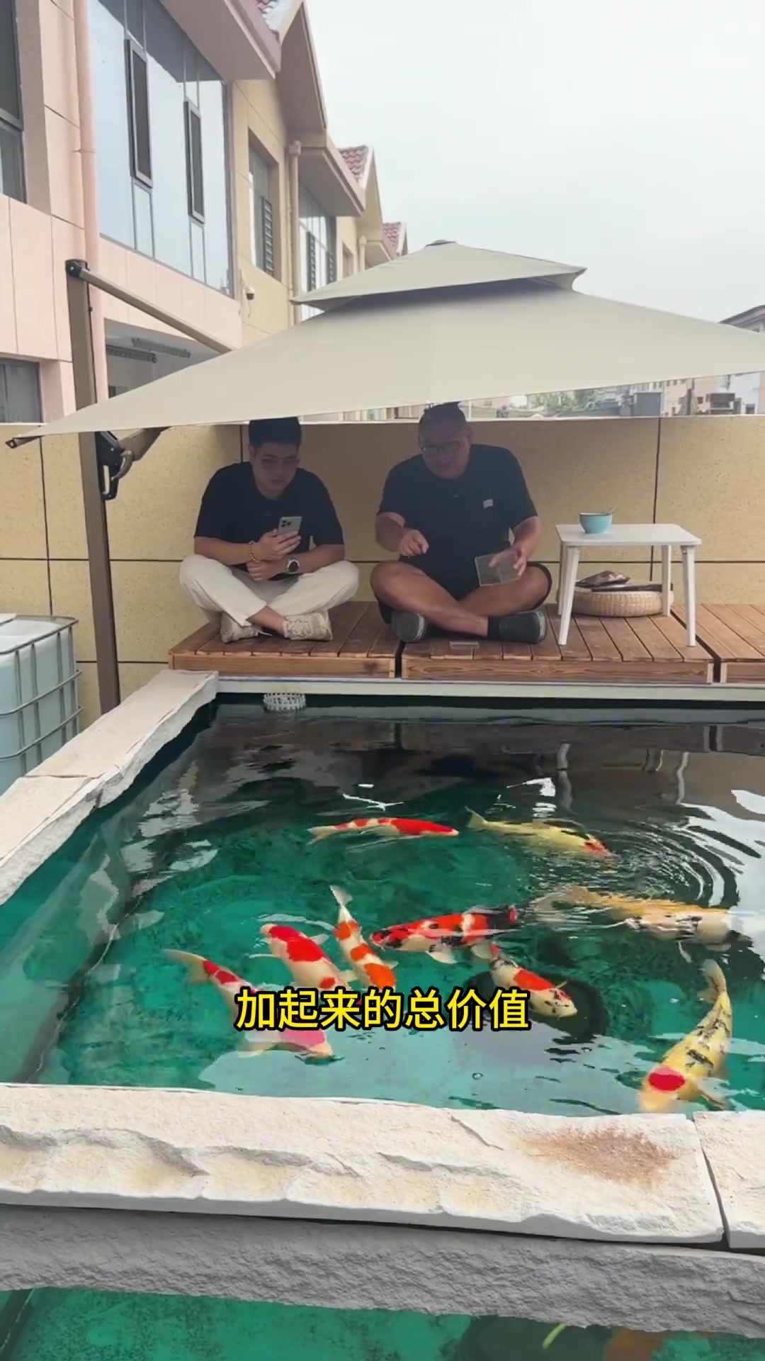 养蝴蝶鲤,看这条视频就够了!蝴蝶鲤资深大佬级玩家干货分享!