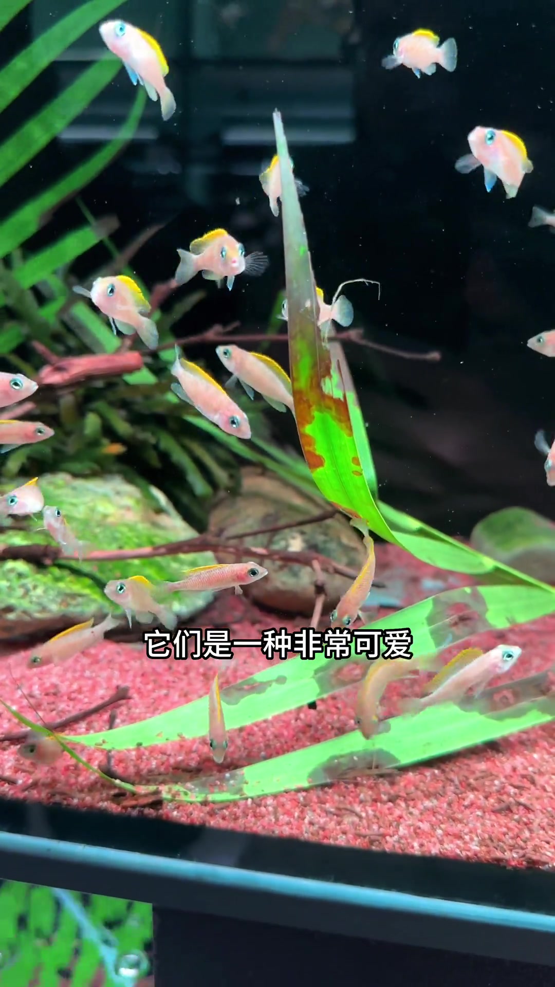 小米米家智能鱼缸，可以手机远程控制，适合造个景养小鱼，这个缸我养的是卷贝，一种会把贝壳当房