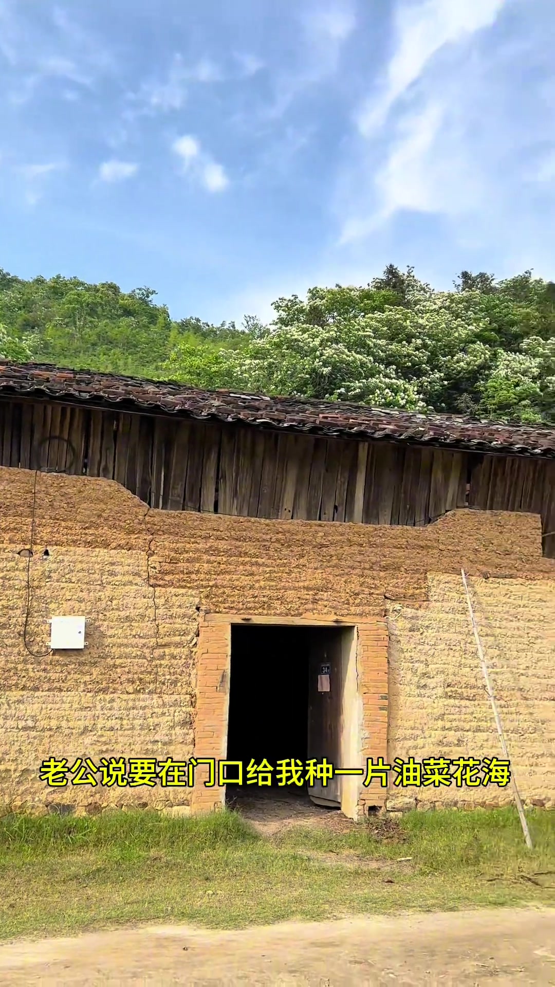 又到了收油菜籽的季节 和老公回农村改造老房子,老公给我种了一片油菜花田,浪漫过后就是丰收,