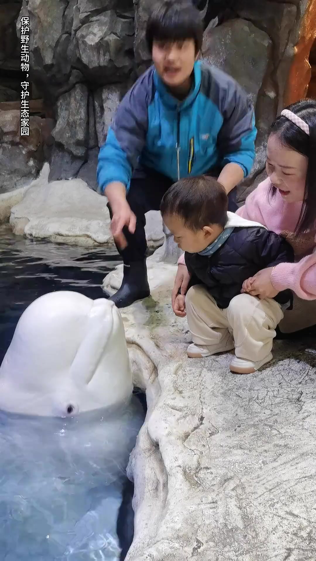 海里的鲸鱼你认识几种?