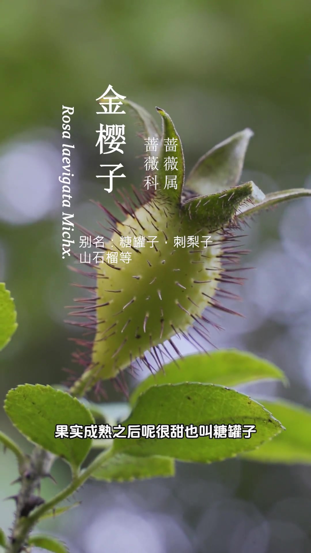 农村常见的中草药，看看你都认识哪些，在你家乡都叫什么名儿。
