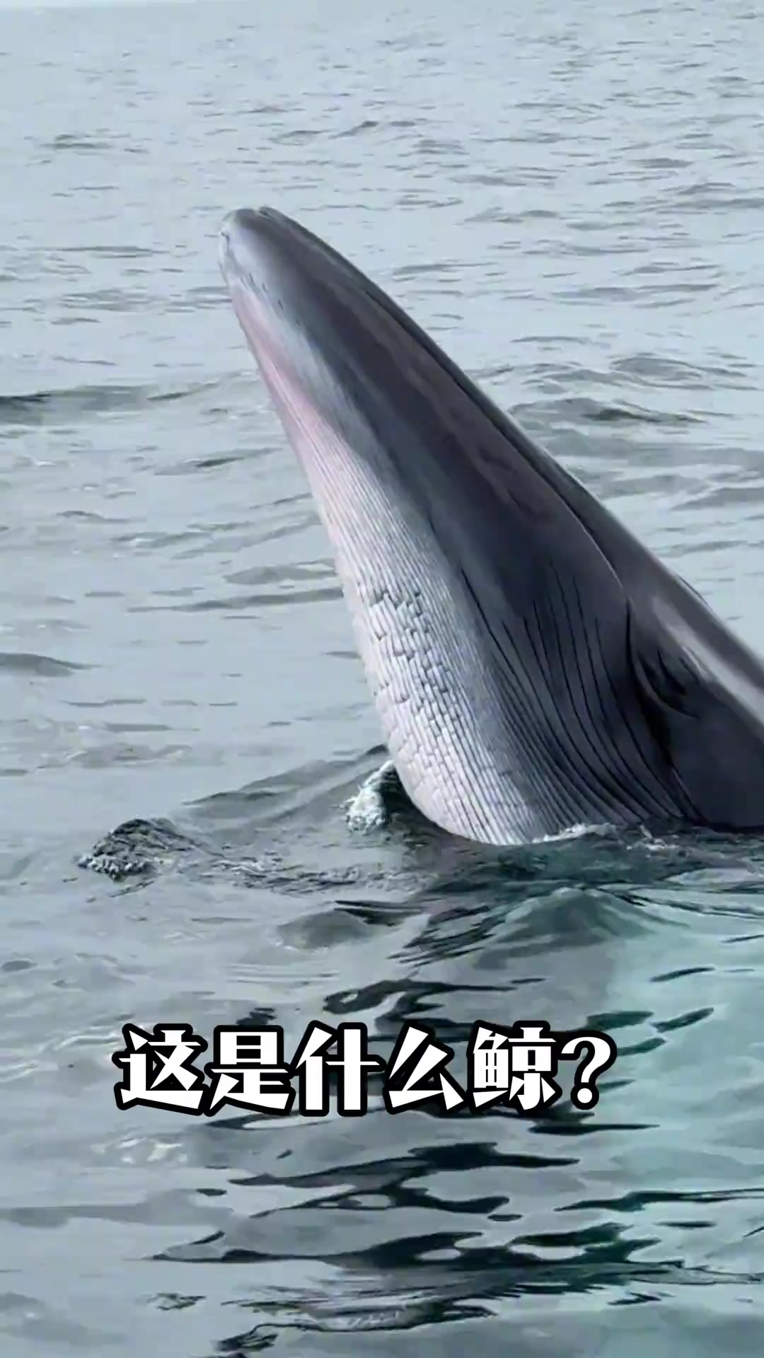 给大家分享10种鲸鱼，大家知道还有什么鲸鱼种类吗？
