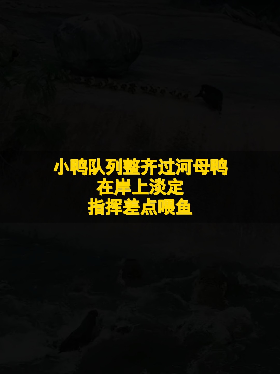小鸭队列整齐过河，母鸭在岸上淡定指挥？差点喂鱼