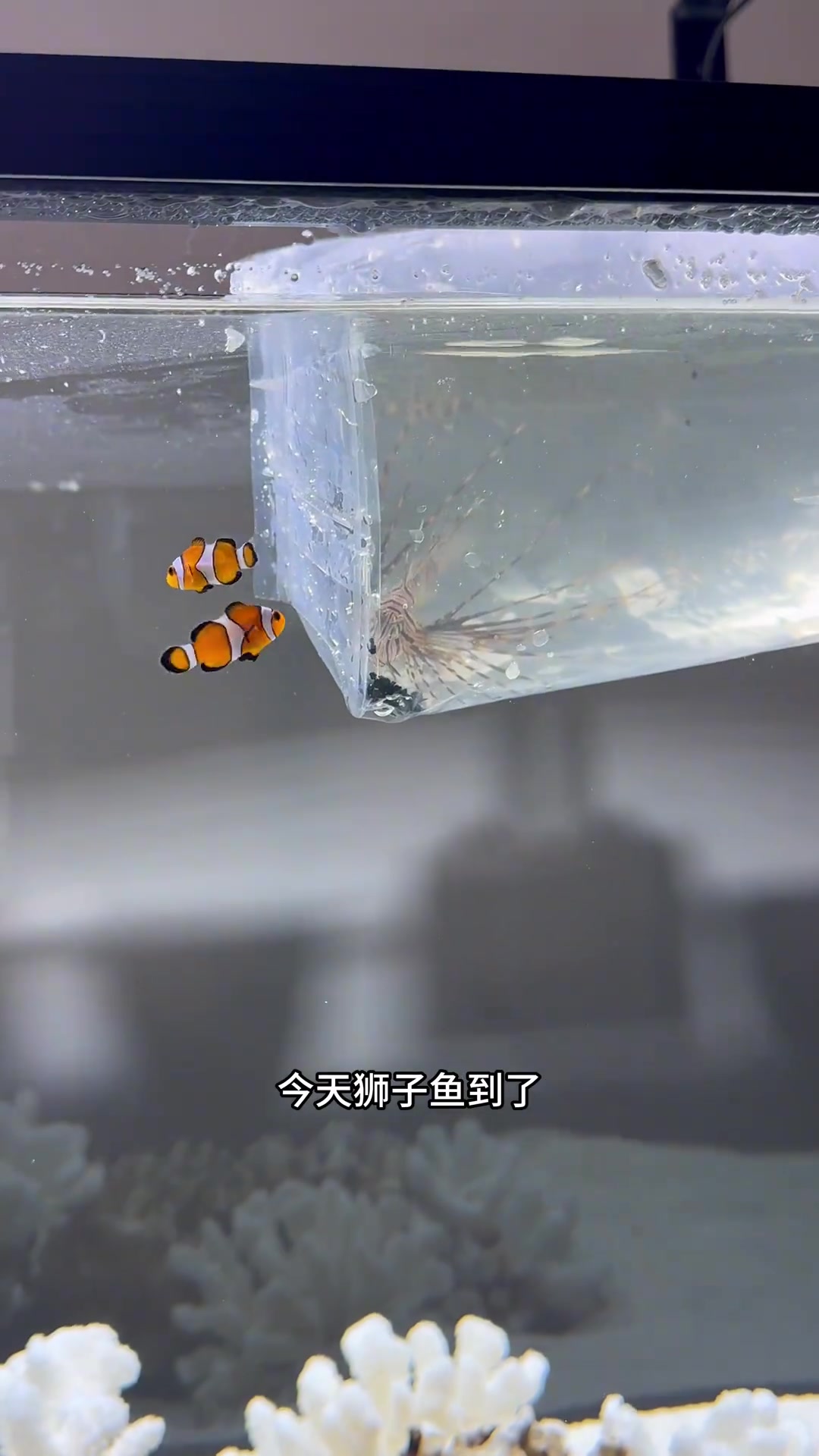 狮子鱼到了!这长得像荷包蛋的东西是啥?