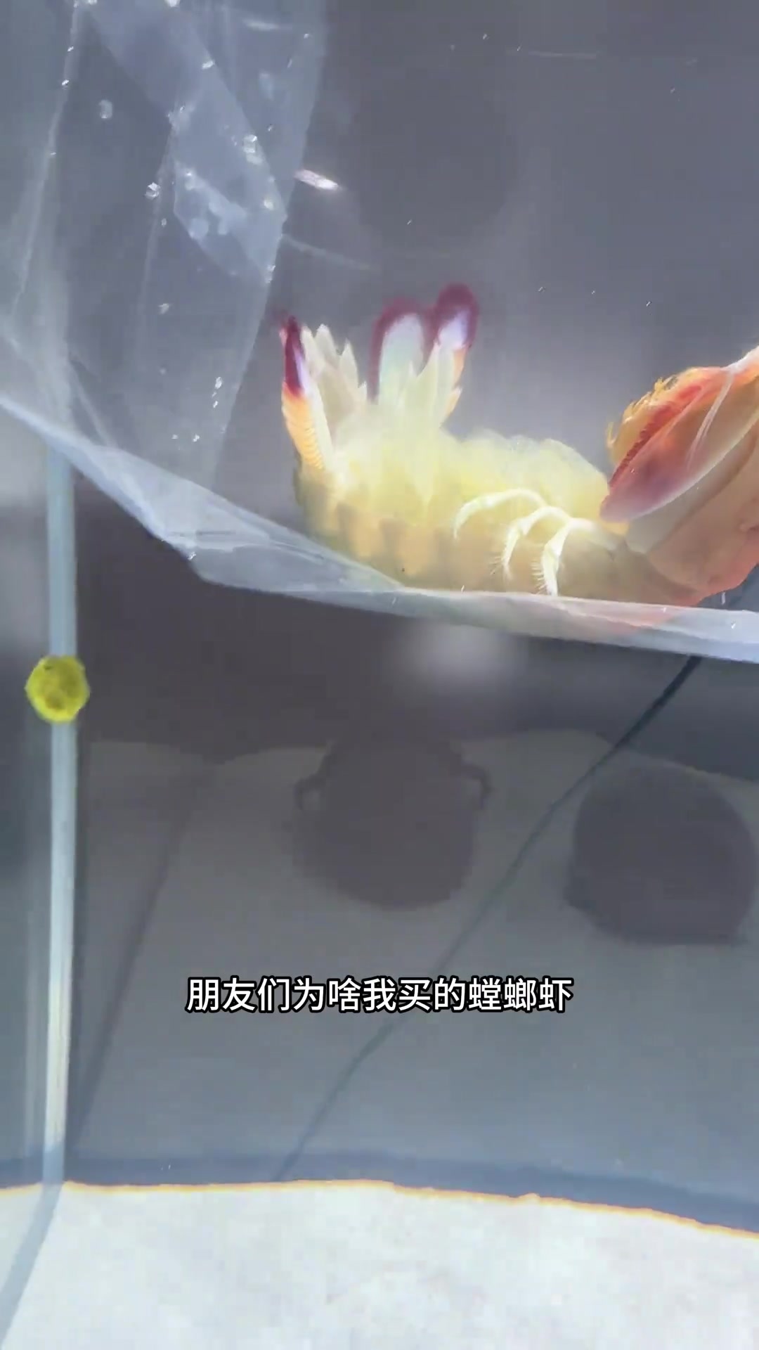 泰坦跑单vs螳螂虾