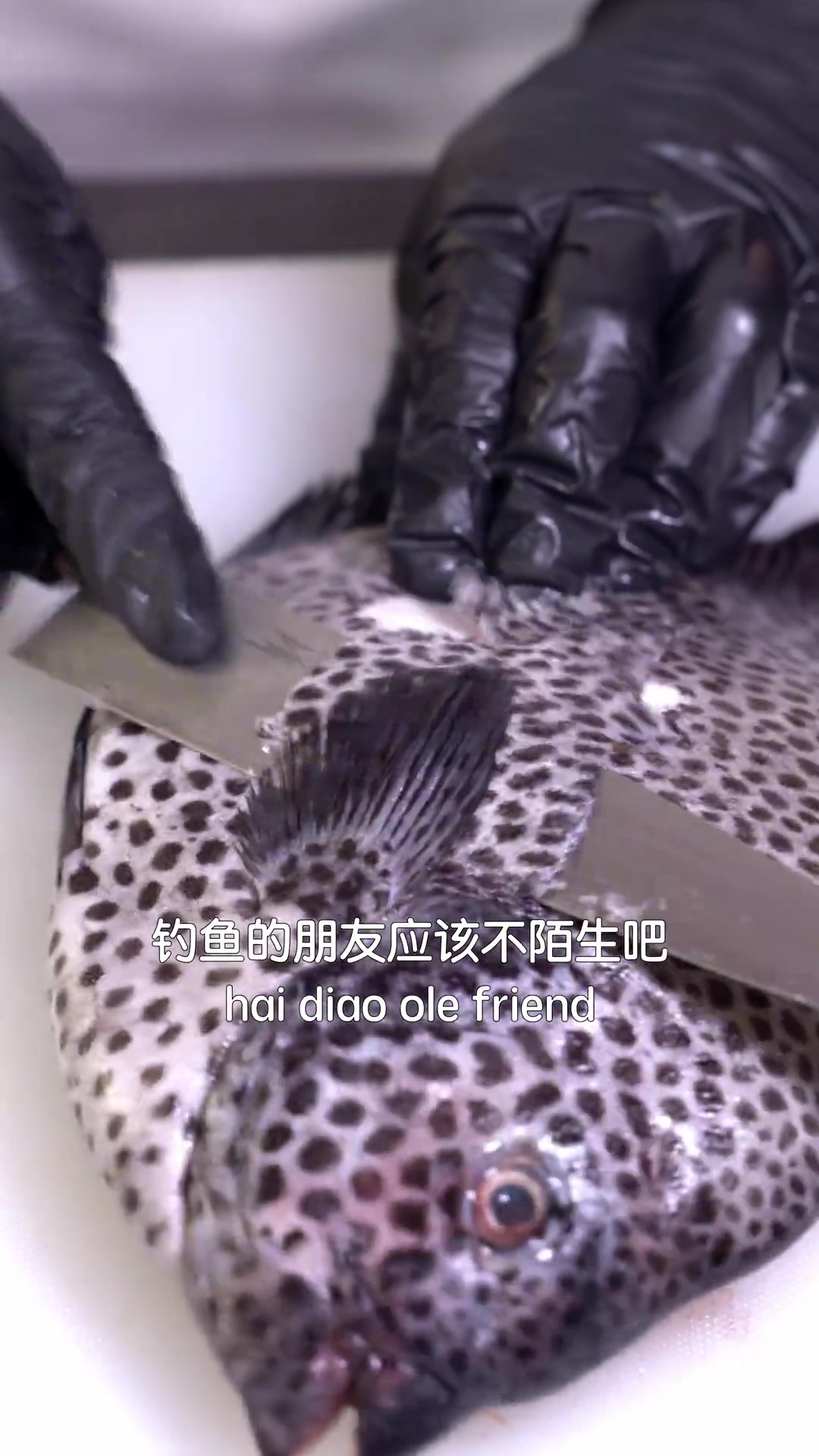 是不是好吃的鱼都很贵…比如斑石鲷