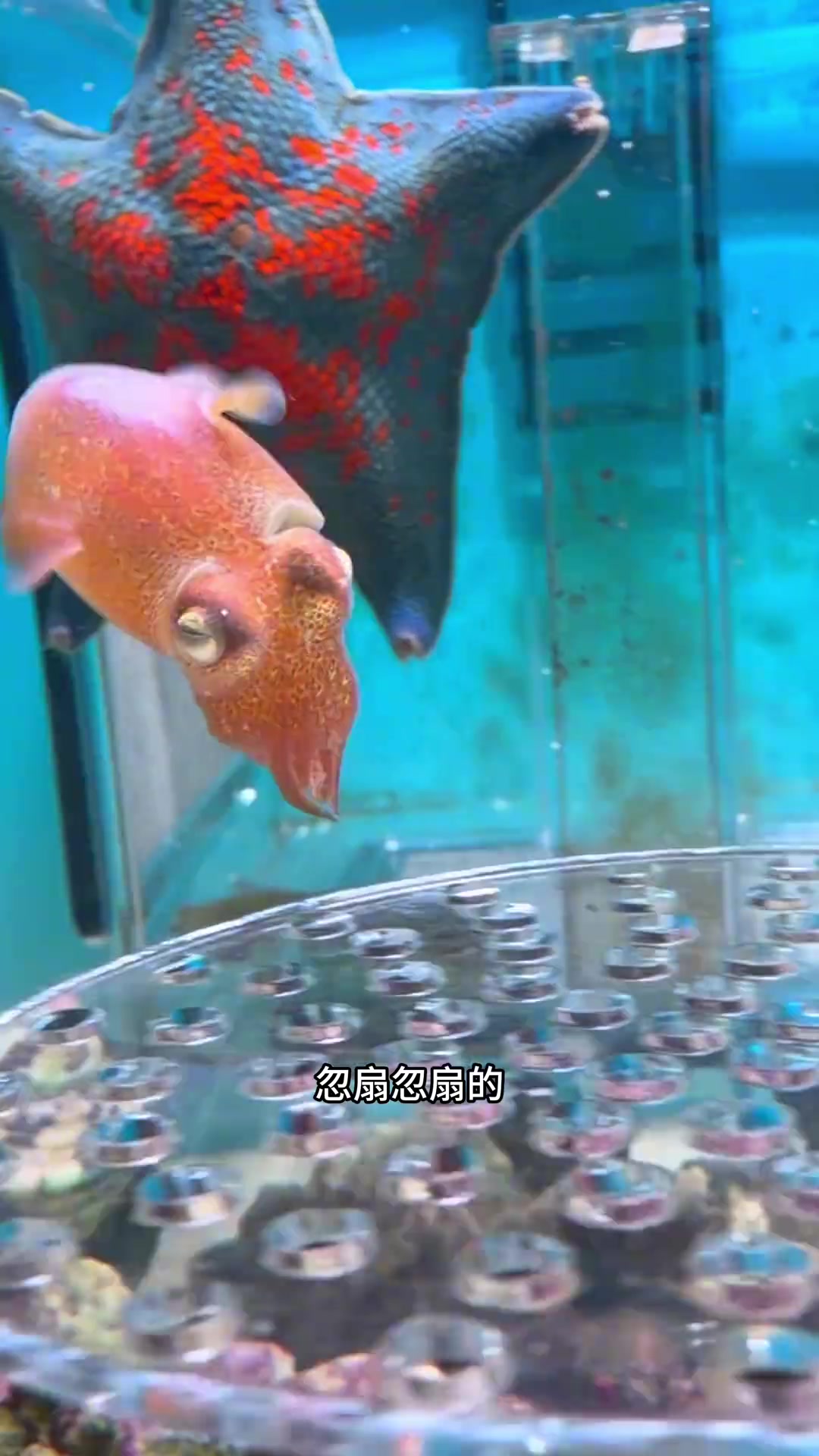 长得像大象的小飞象章鱼