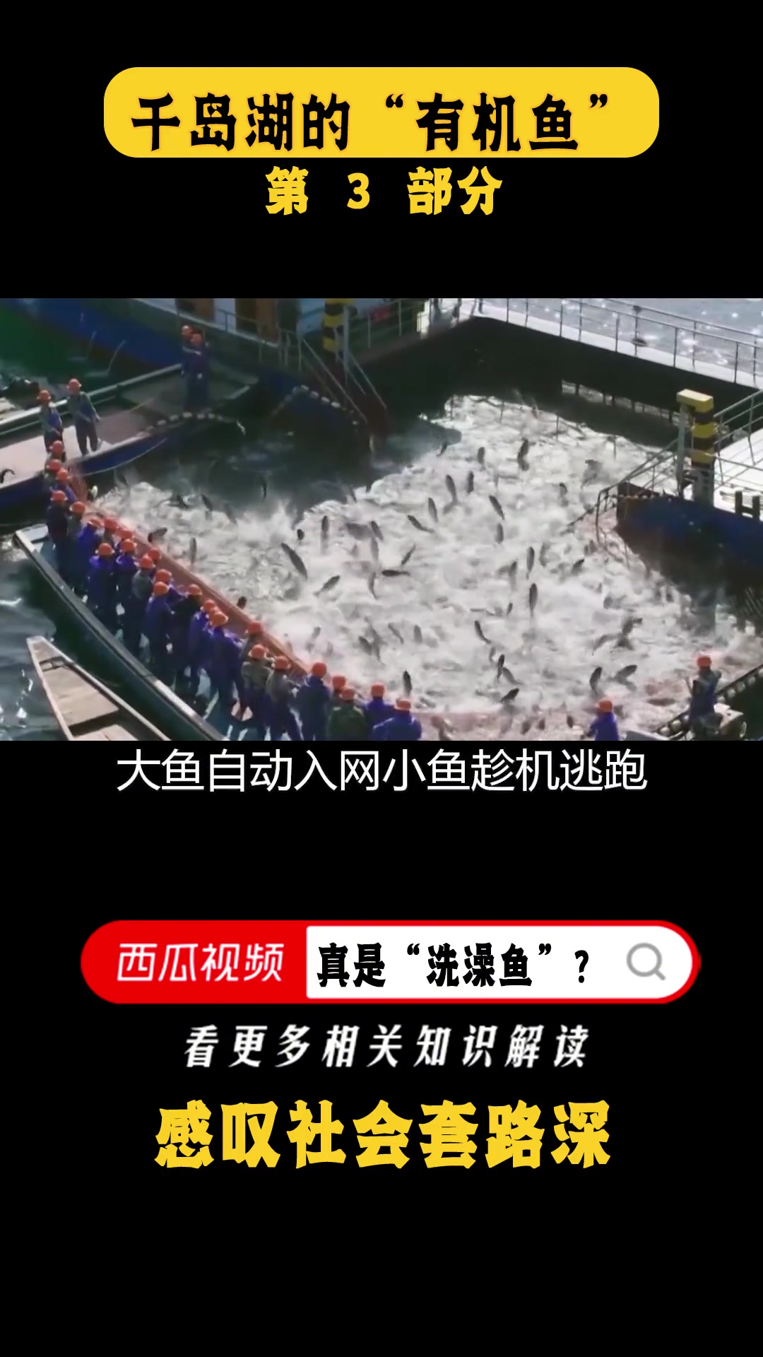 一网捕12万斤,一条价值300元,千岛湖“有机鱼”真的是洗澡鱼吗
