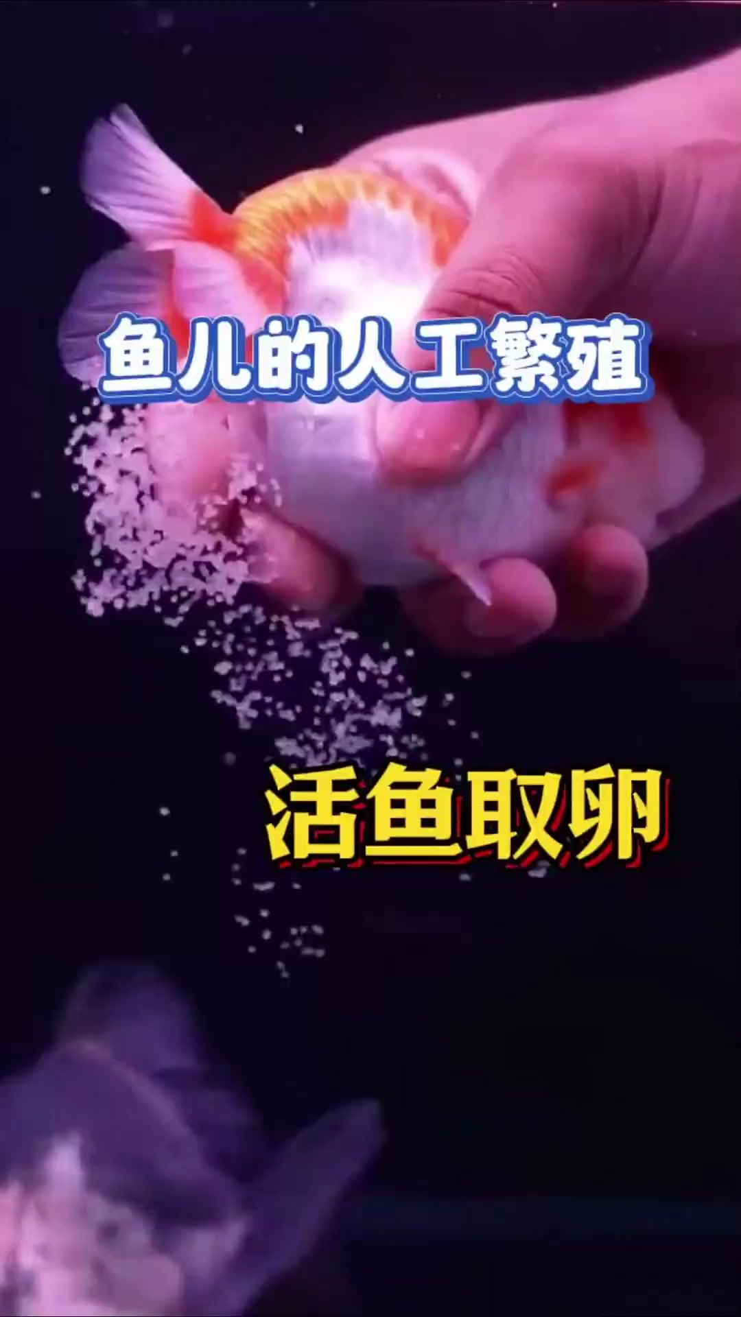 可以多次利用的活鱼取卵人工繁殖方式