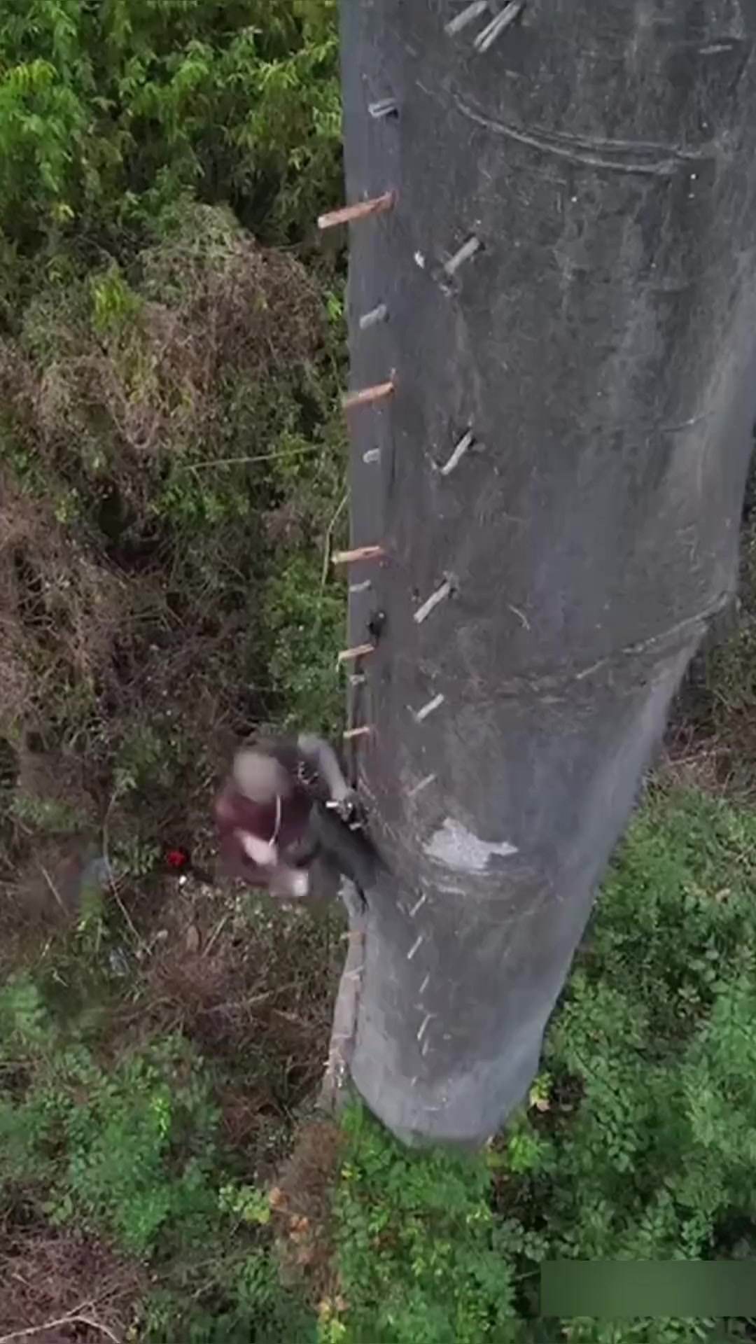 非洲的生命之树：猴面包树