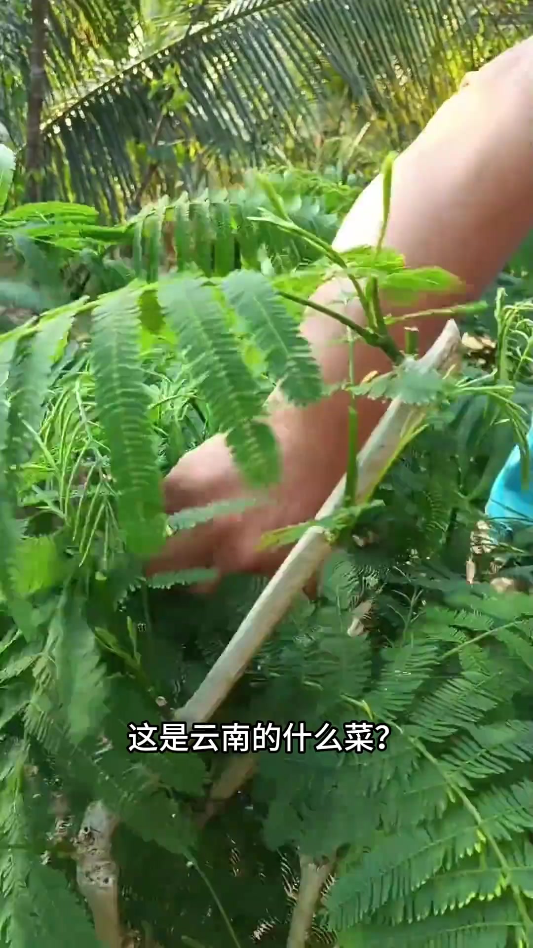 云南特色蔬菜，千奇百怪，大家都认识几种？