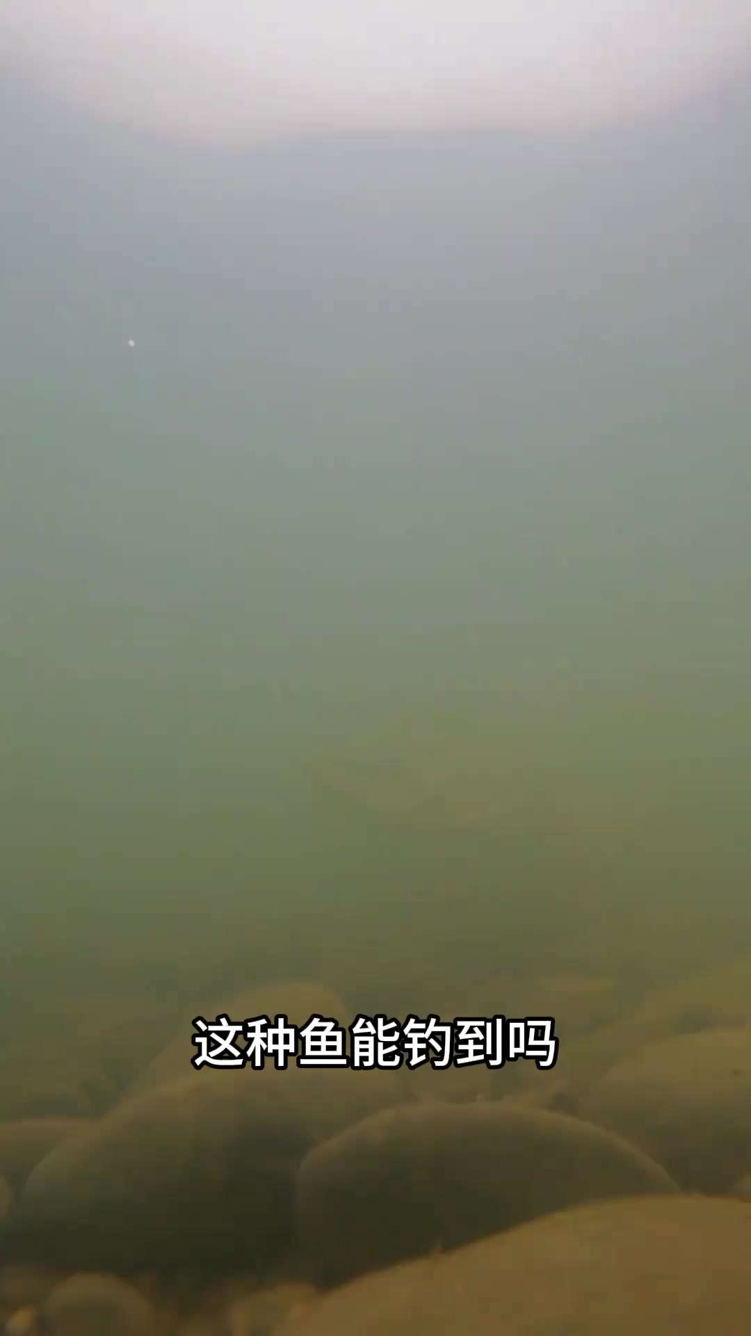 国内常见淡水鱼大合集，能认识一半的算是专业钓鱼佬？