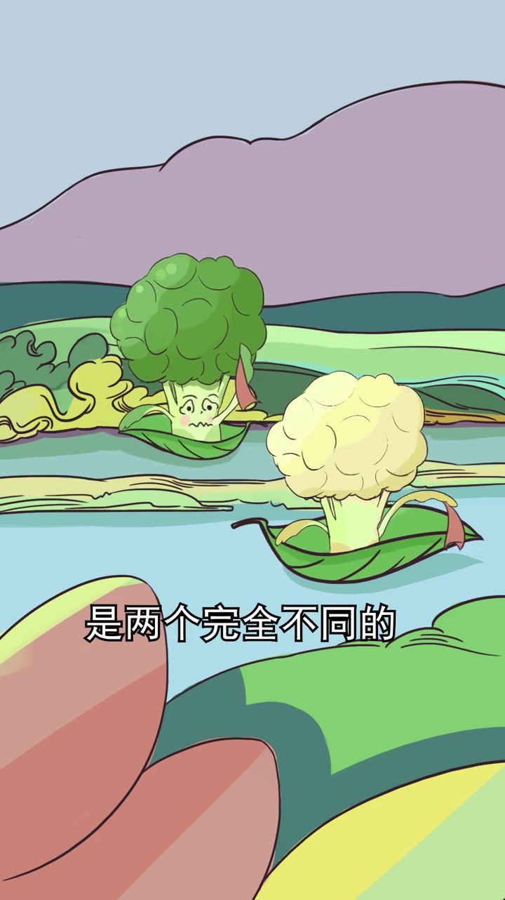 西兰花可不是新品种蔬菜,它比花菜的历史还要悠久呢!