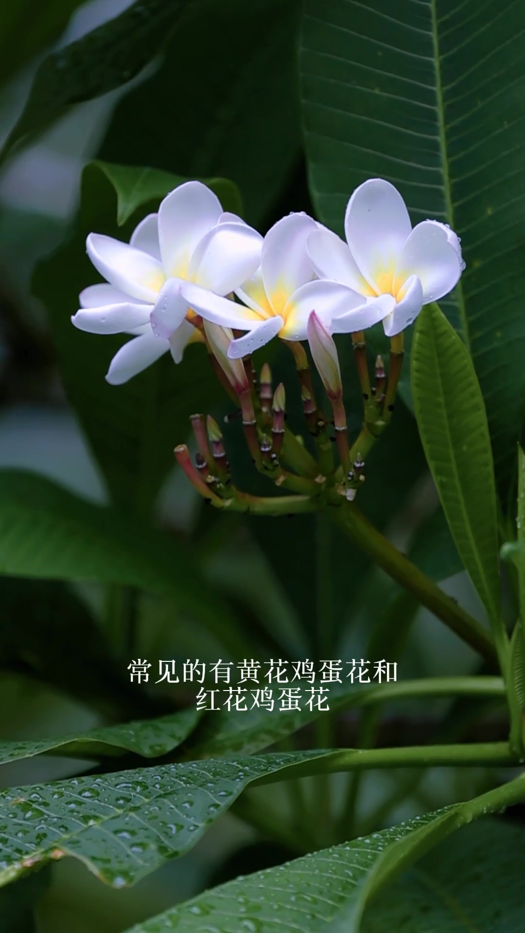 南方最具代表性的植物之一:鸡蛋花!别名鹿角树,寓意着吉祥如意!