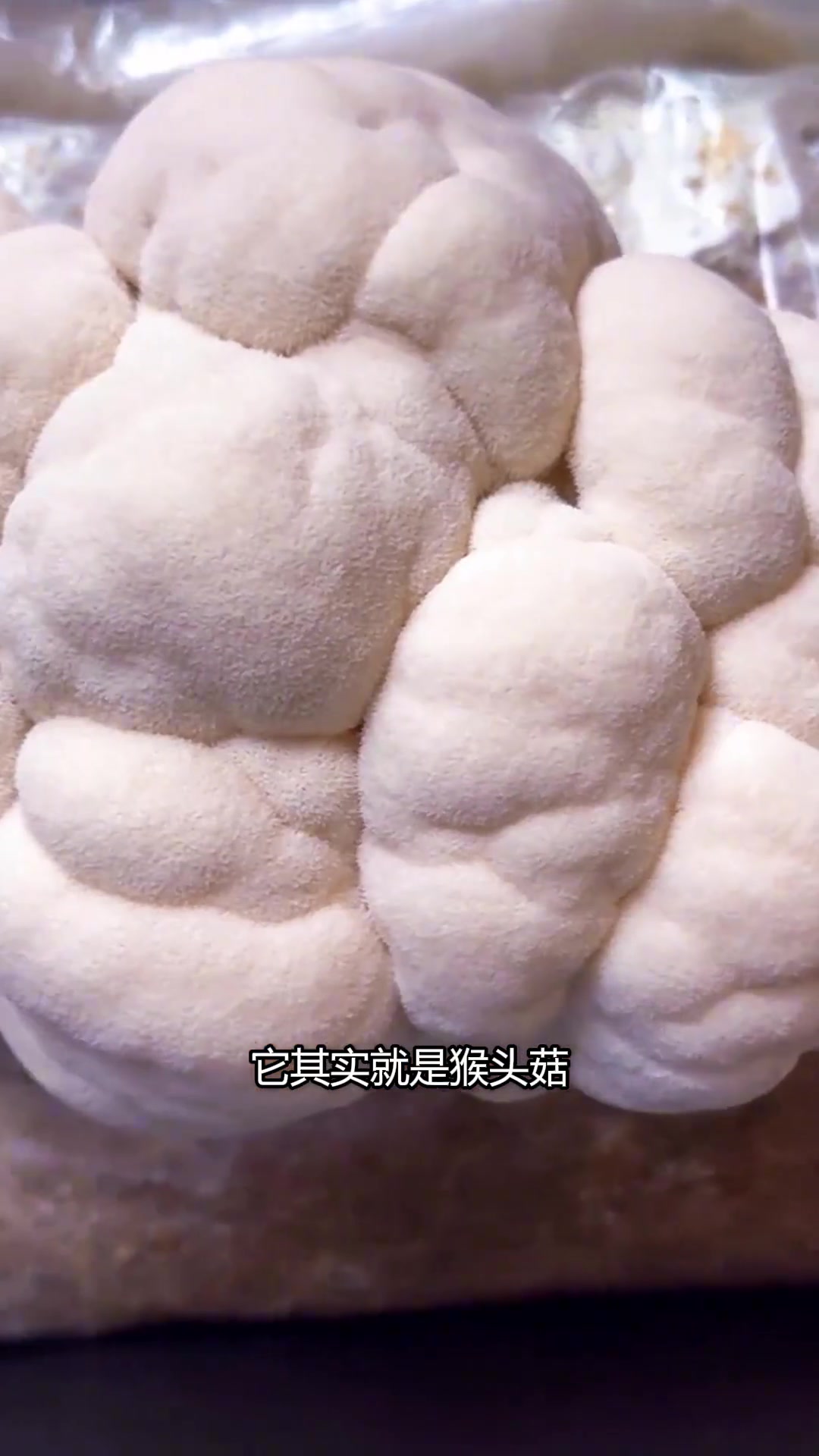解锁一些长得不像蘑菇的蘑菇。 猴头菇能长成大面包,像果汁可以开盖即饮的球形肉盘菌,马蹄爆爆