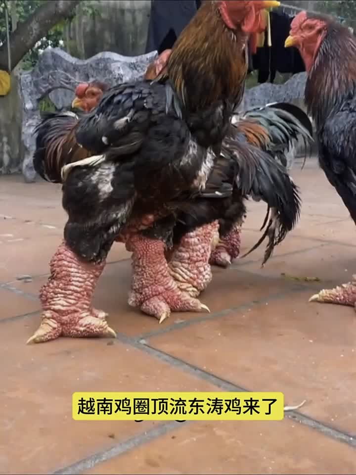 鸡爪比人的手掌还粗大，鸡圈顶流越南东涛鸡
