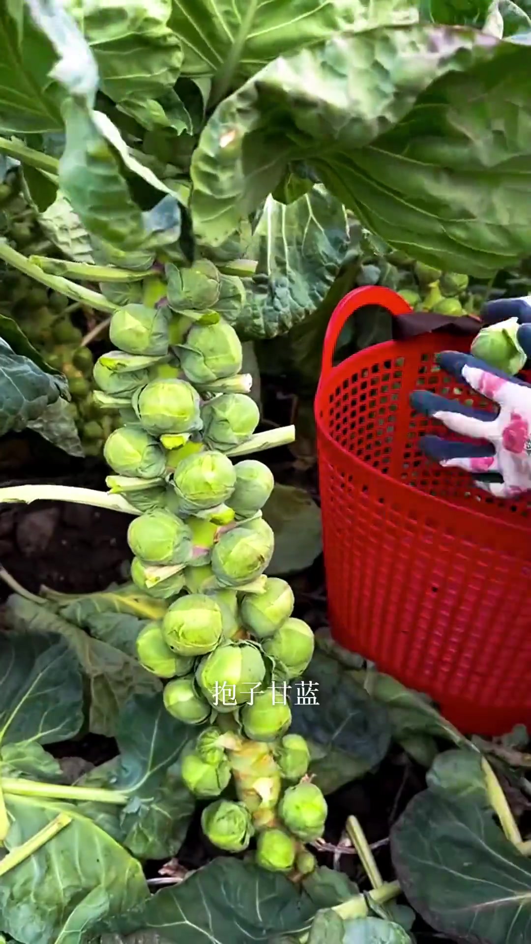 这种迷你小包菜，叫做抱子甘蓝。 味道跟我们的白菜很像，但很多人都觉得没有我们的大白菜好吃。