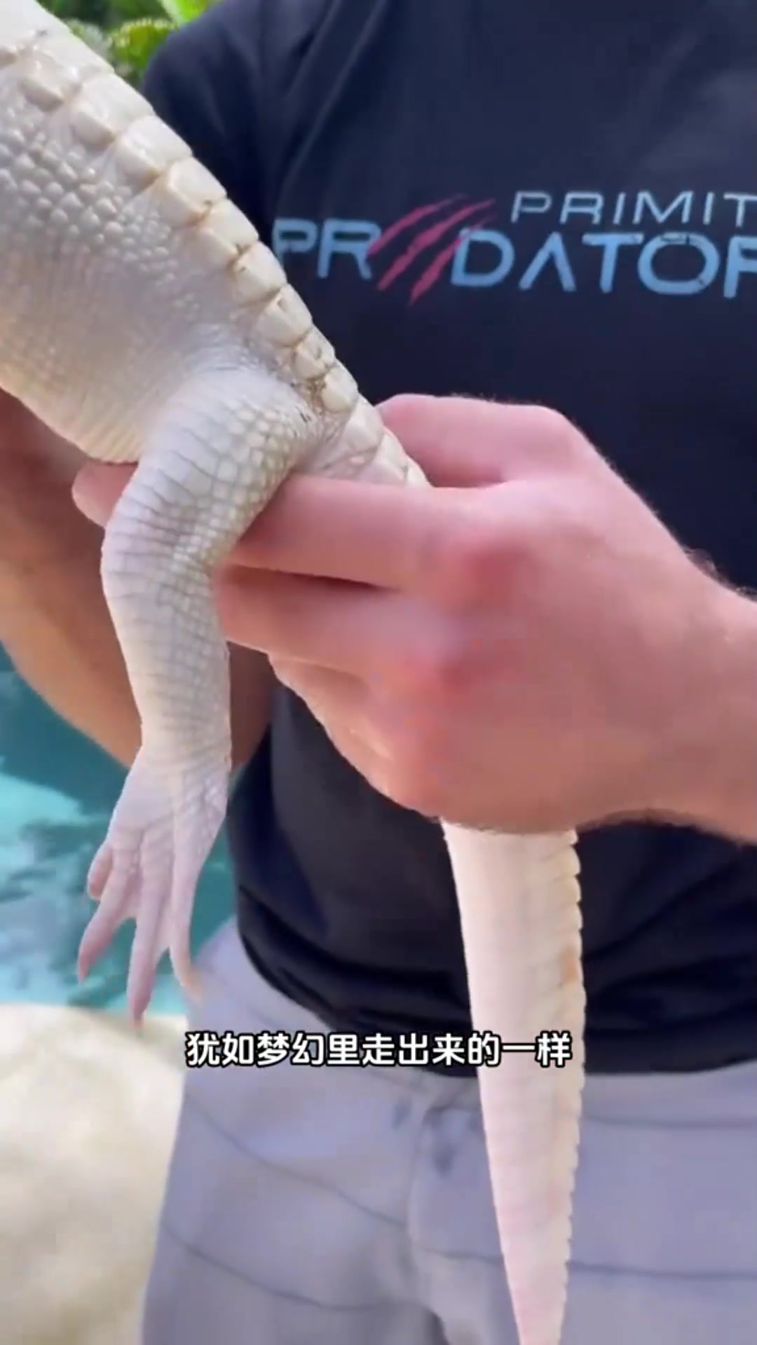 超级稀有可爱的白化鳄鱼