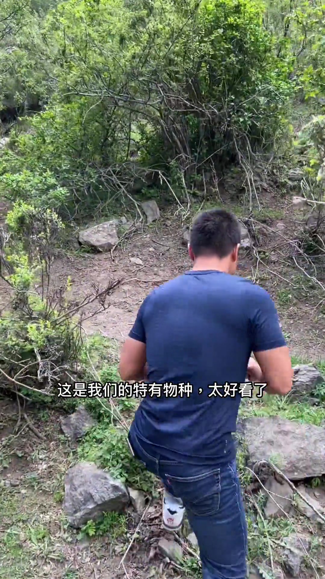 伊犁铁线莲，藤本皇后中新疆特有物种