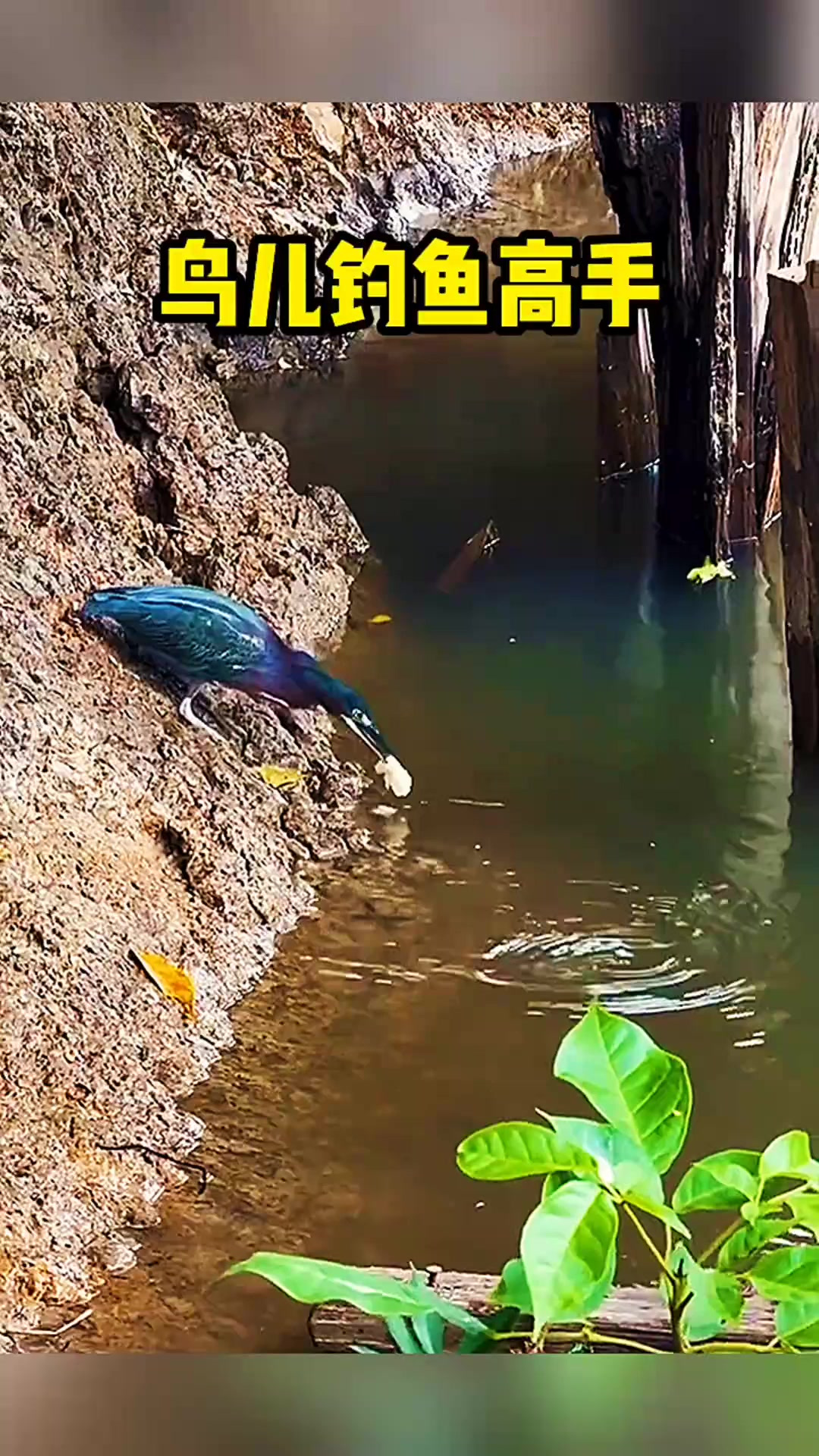 鸟儿是钓鱼高手！