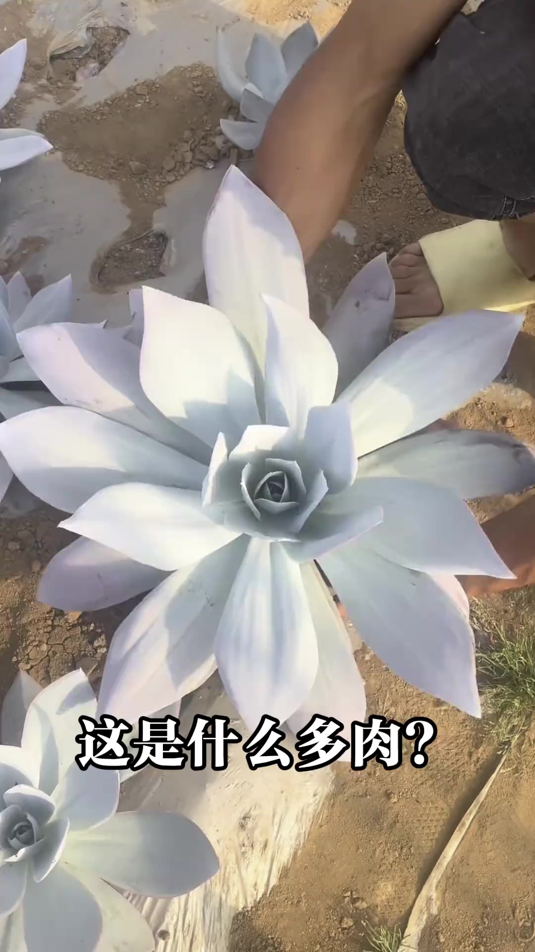 科普15种多肉植物，你喜欢哪一种？