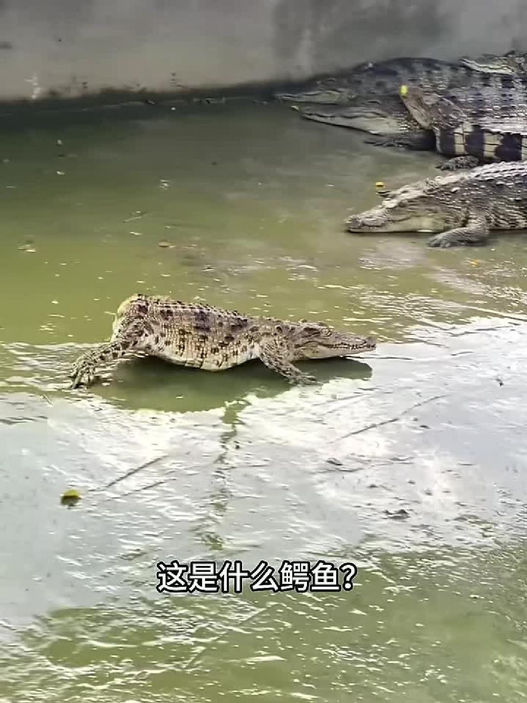 分享13种不同种类的鳄鱼，你认识几种