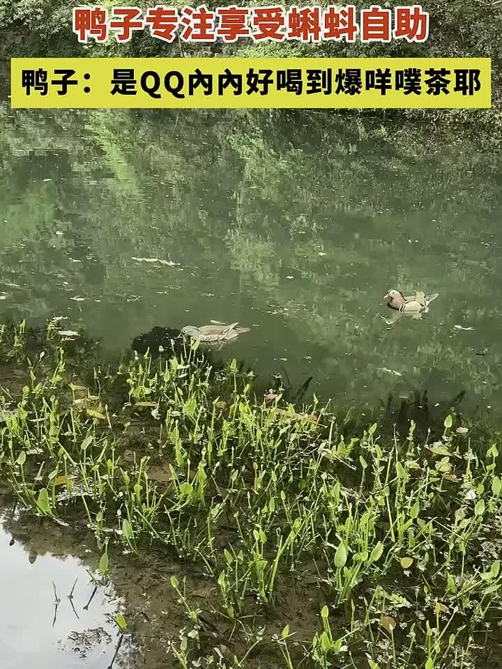 小鸭子沉迷水草自助餐，誓要吃到撑，这吃相简直太可爱了！