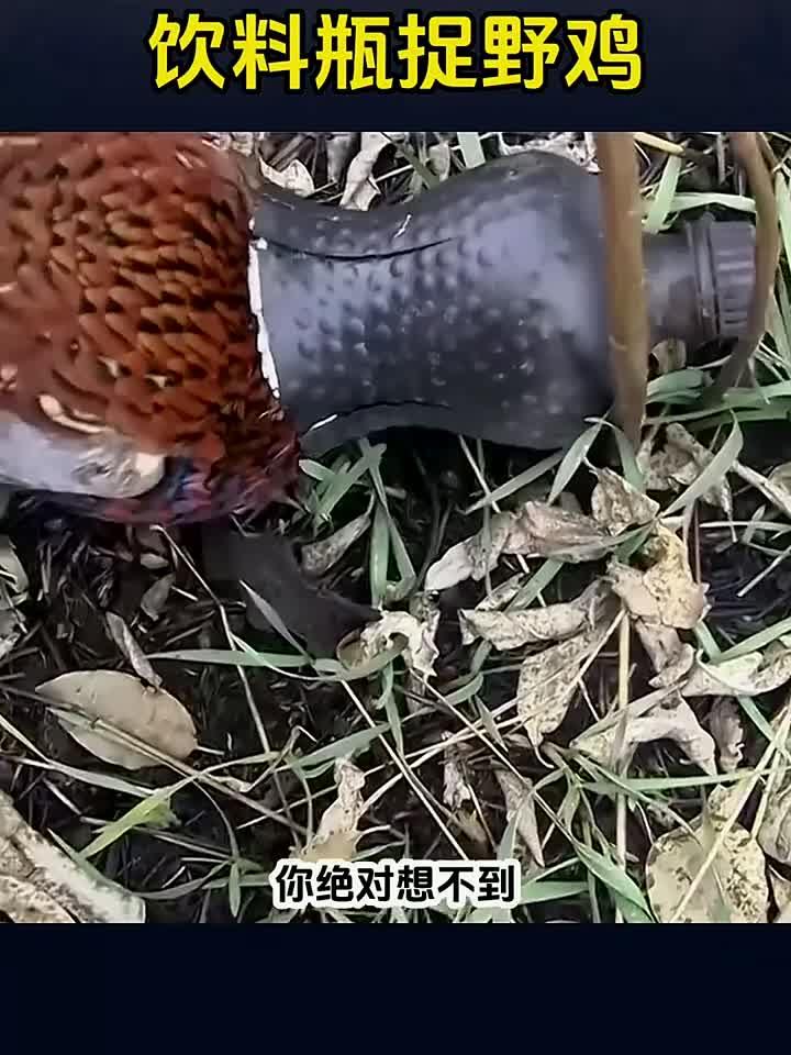 塑料瓶捉野鸡