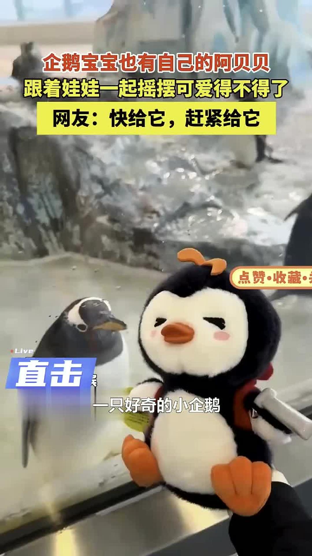 萌翻了！小企鹅与玩偶隔窗互动，眼神充满好奇，网友直呼：快给它！