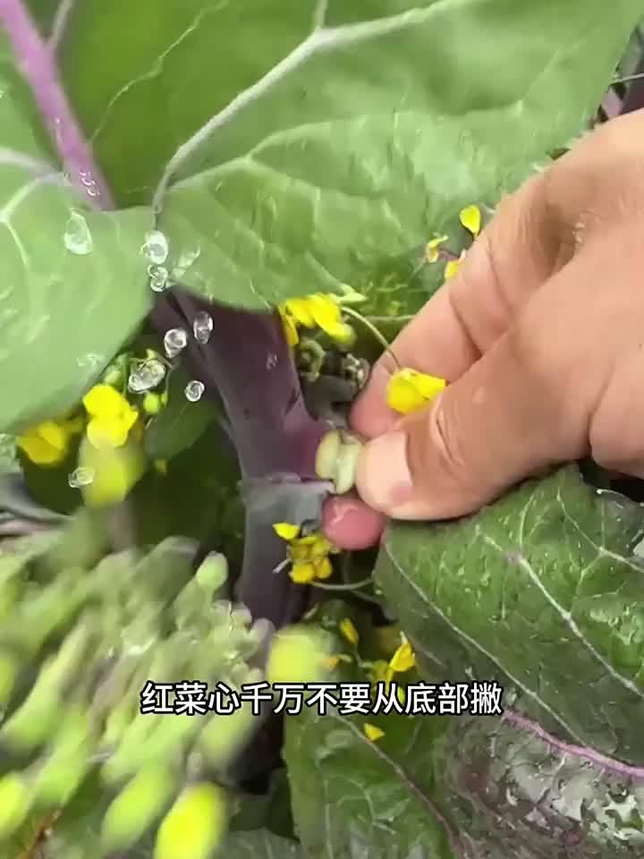 憋红菜心小技巧