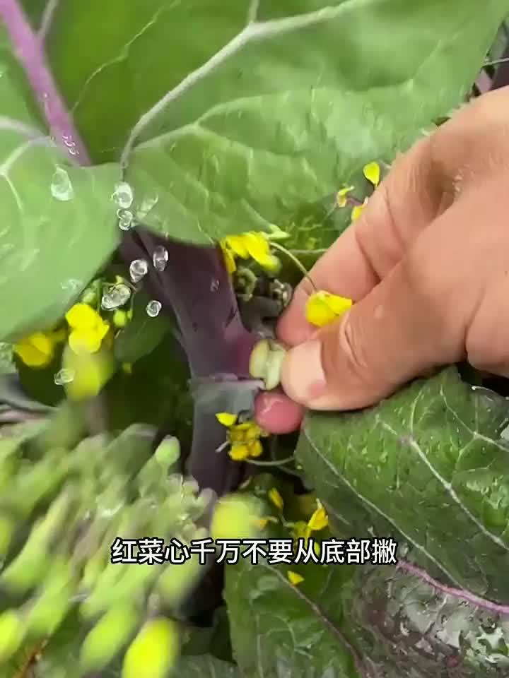 憋红菜心小技巧
